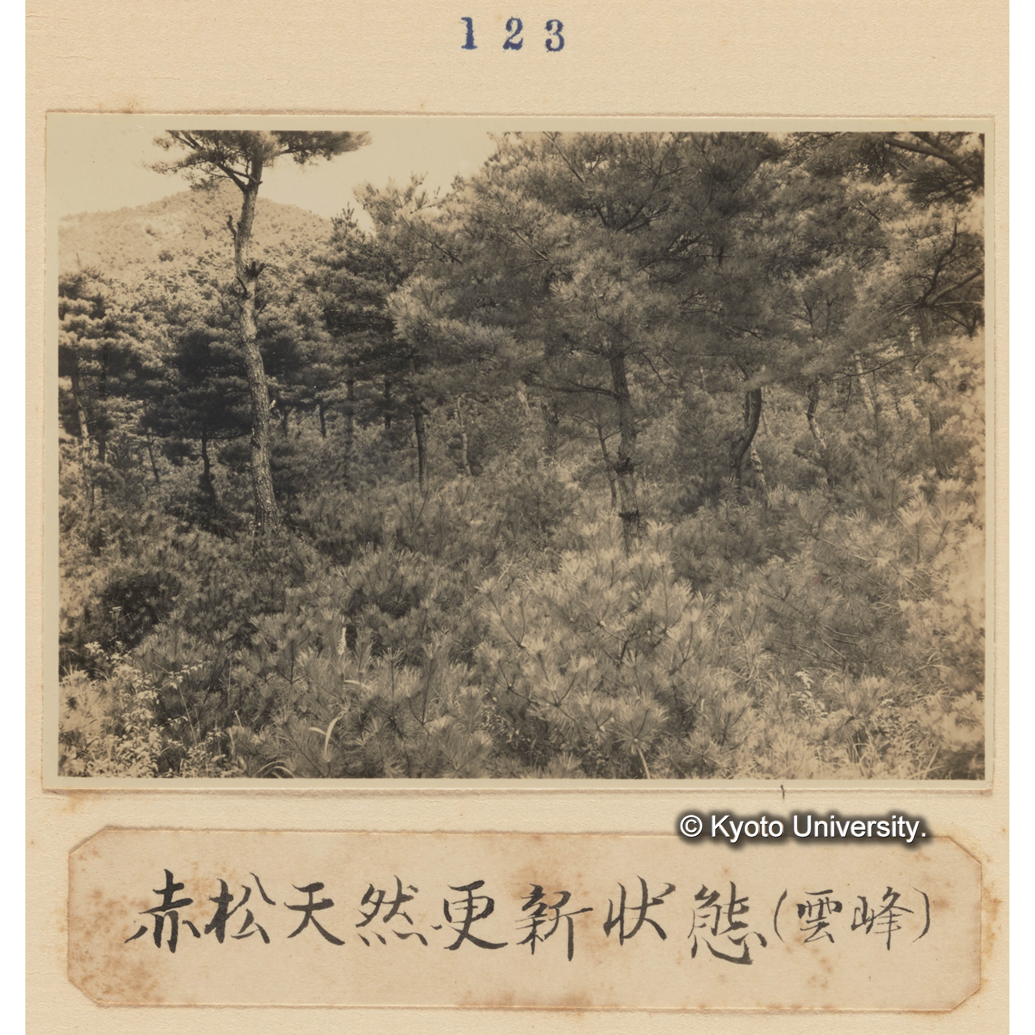 赤松天然更新状態（雲峰） (1)