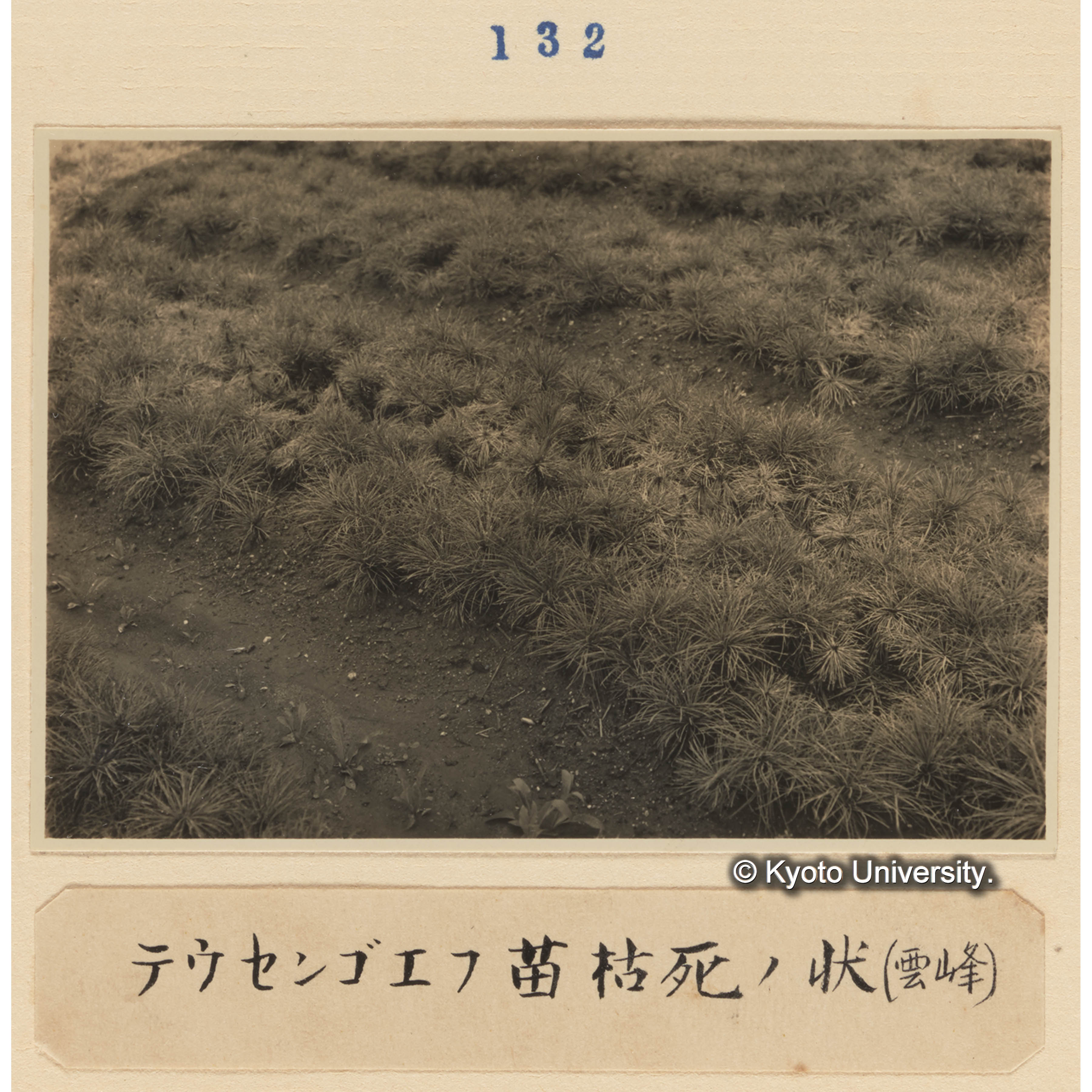 テウセンゴヨウ苗枯死の状（雲峰） (1)