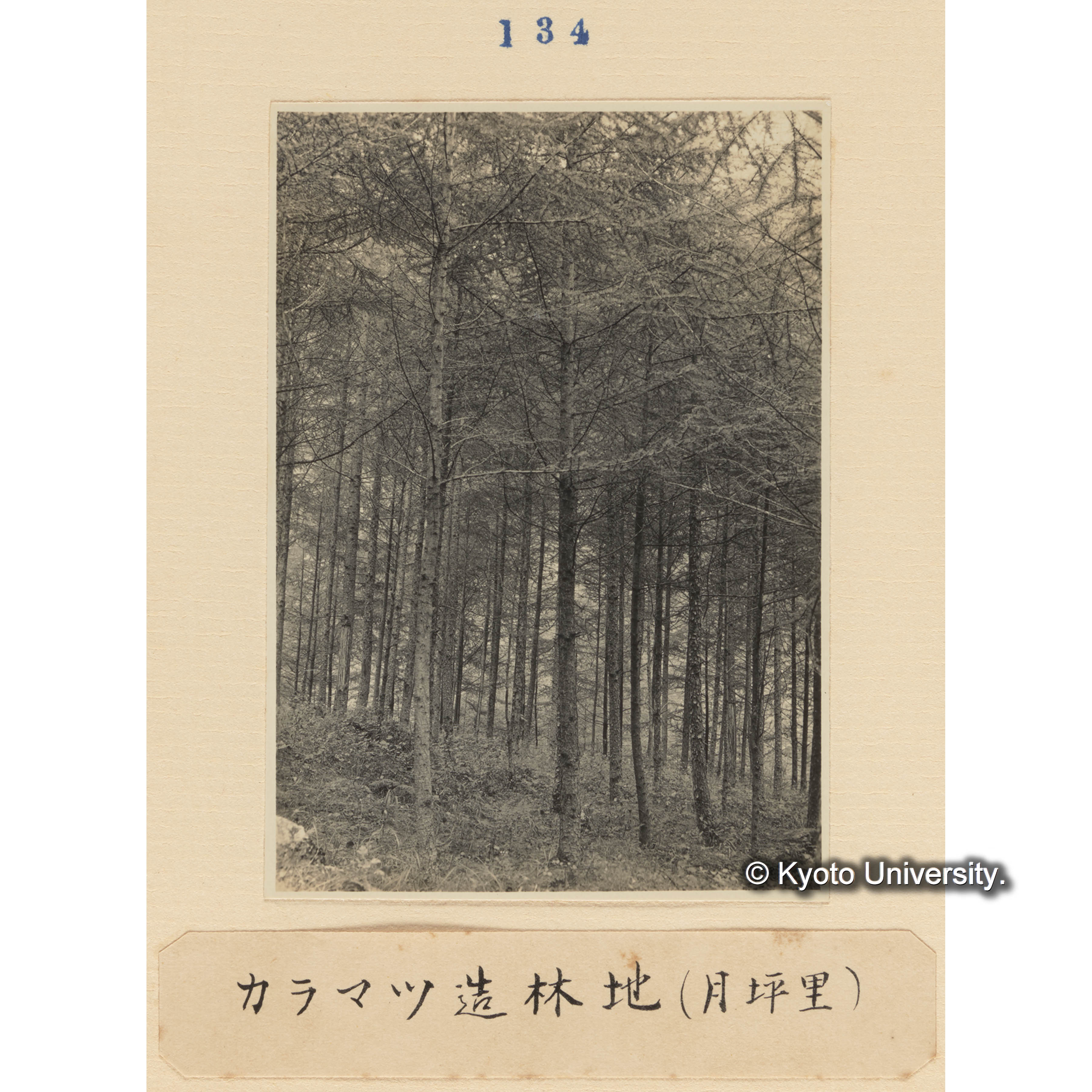 カラマツ造林地（月坪里） (1)