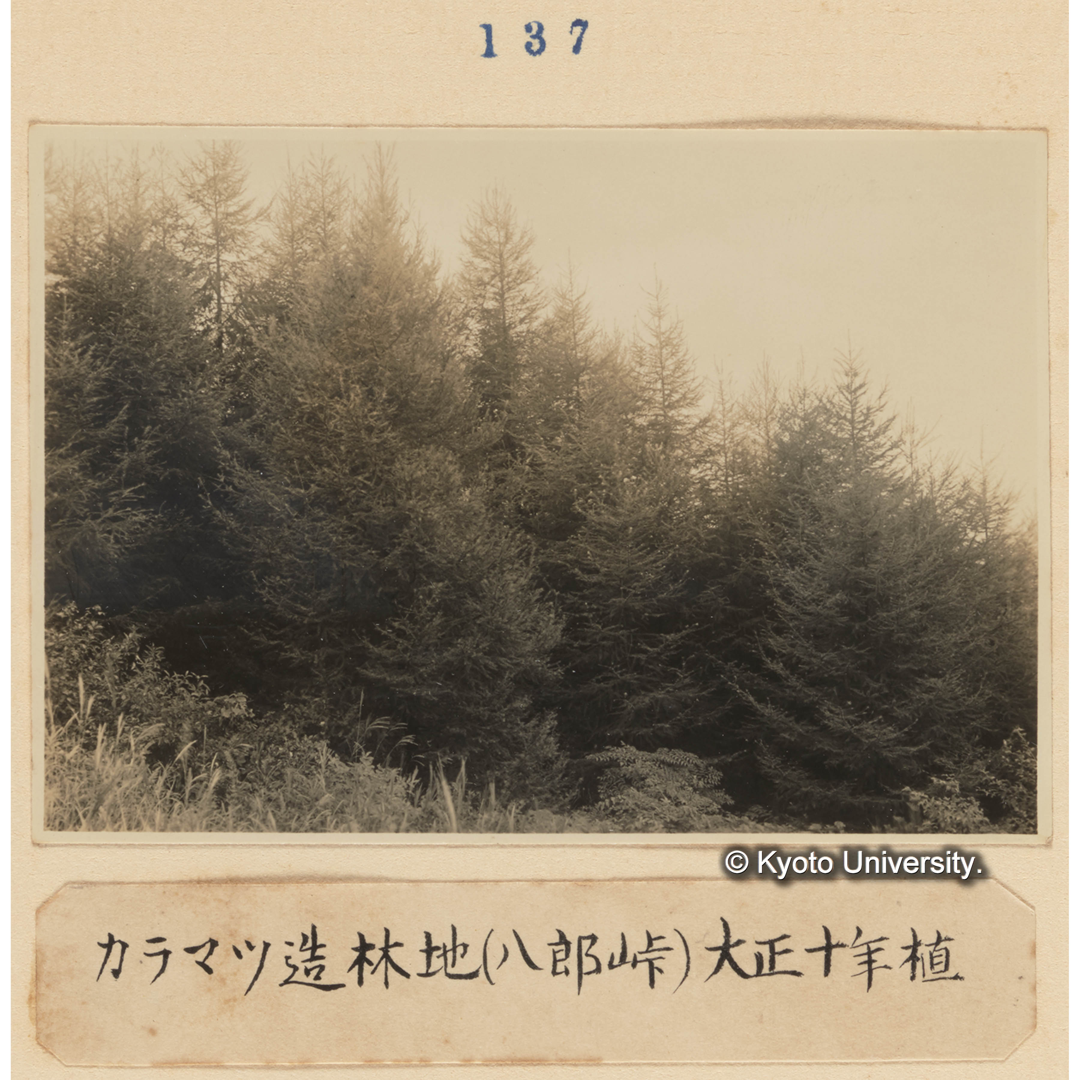 カラマツ造林地（八郎峠）大正十年植 (1)