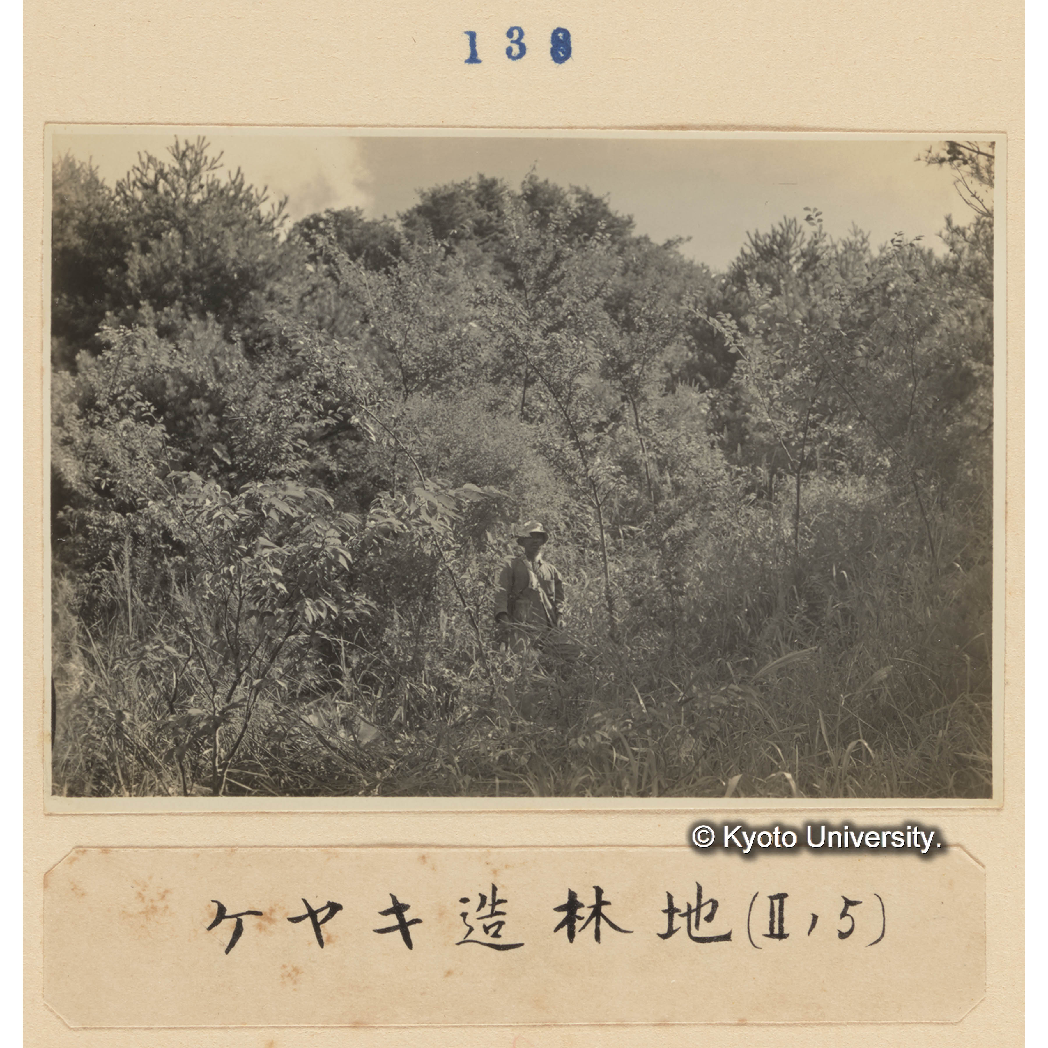 ケヤキ造林地（IIの5） (1)