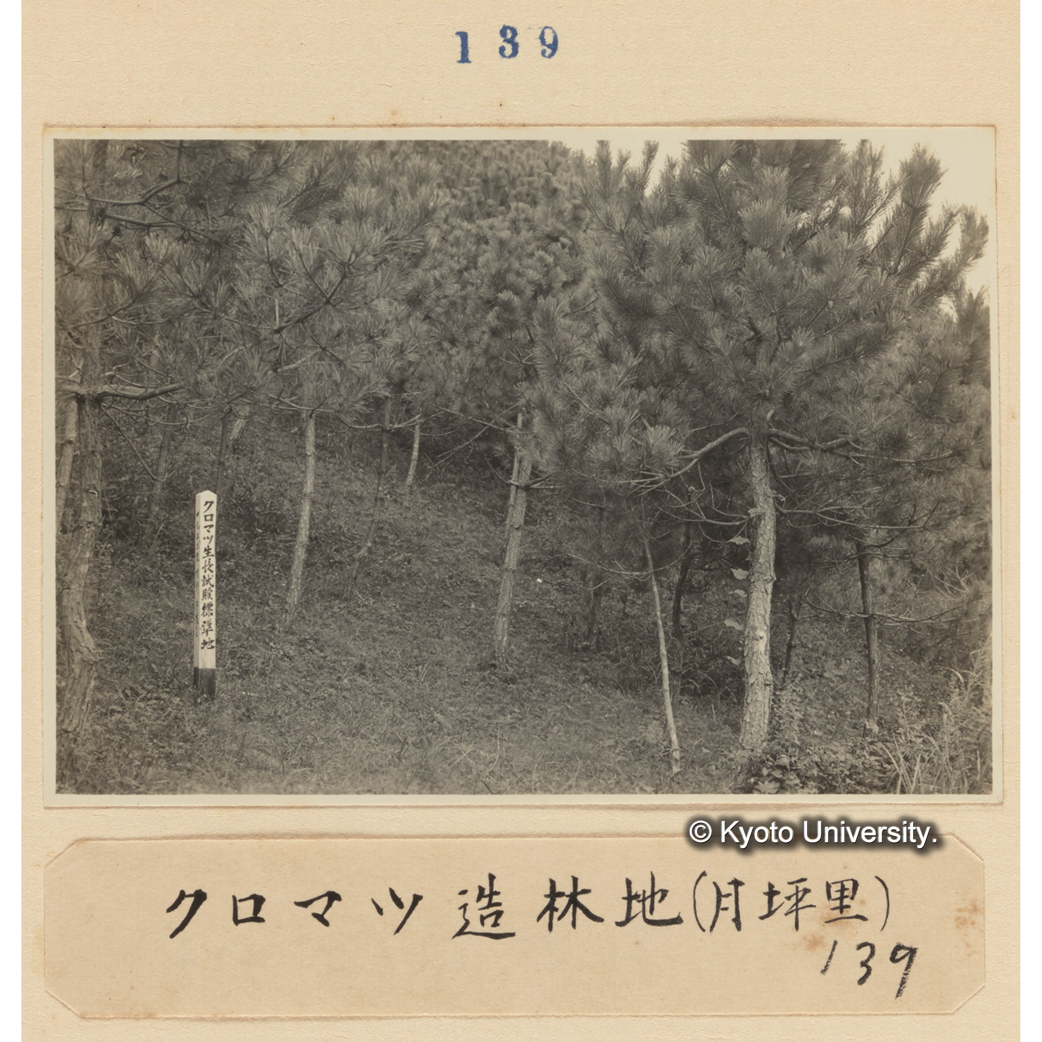 クロマツ造林地（月坪里）139 (1)