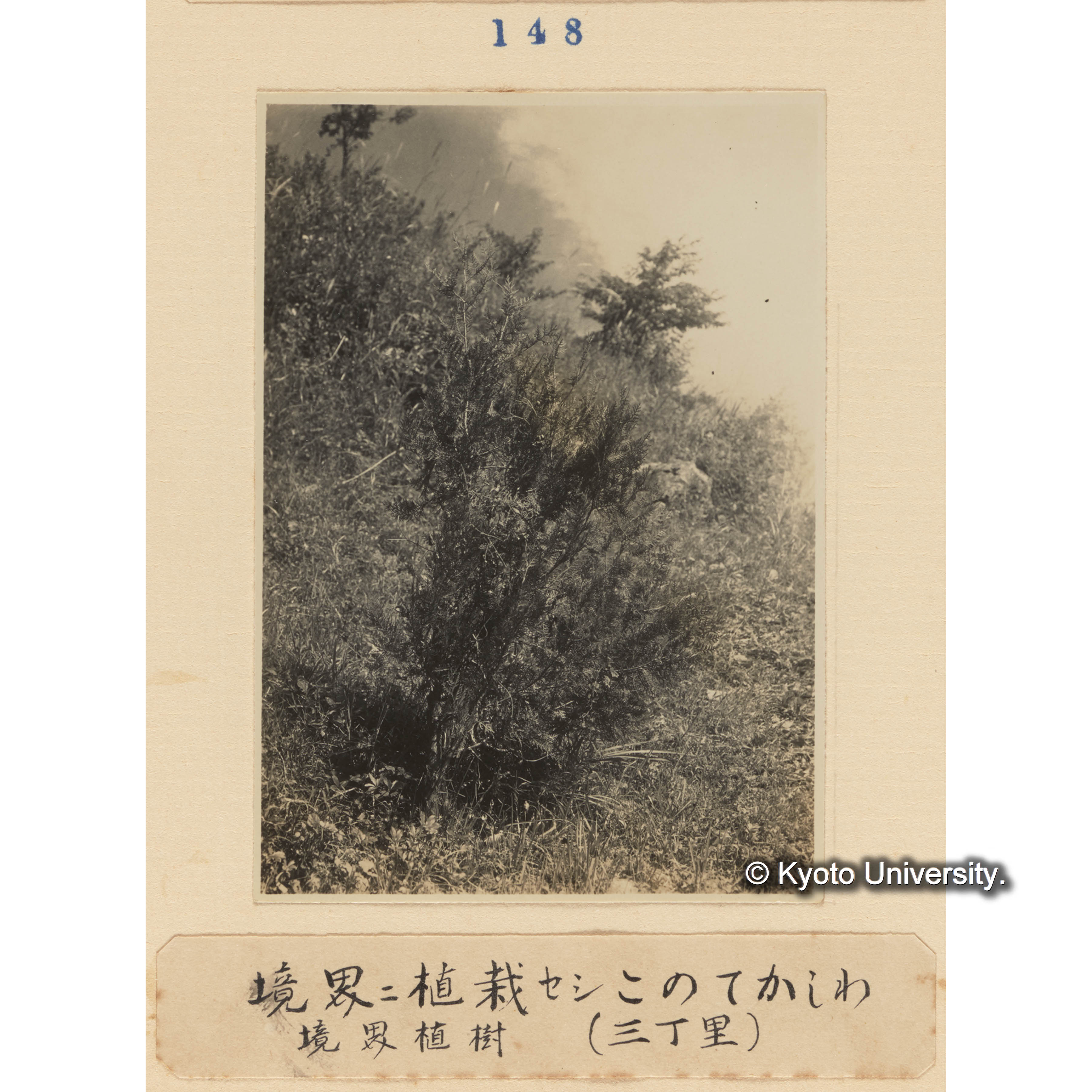 境界に植栽せしコノテカシワ／境界植樹（三丁里） (1)