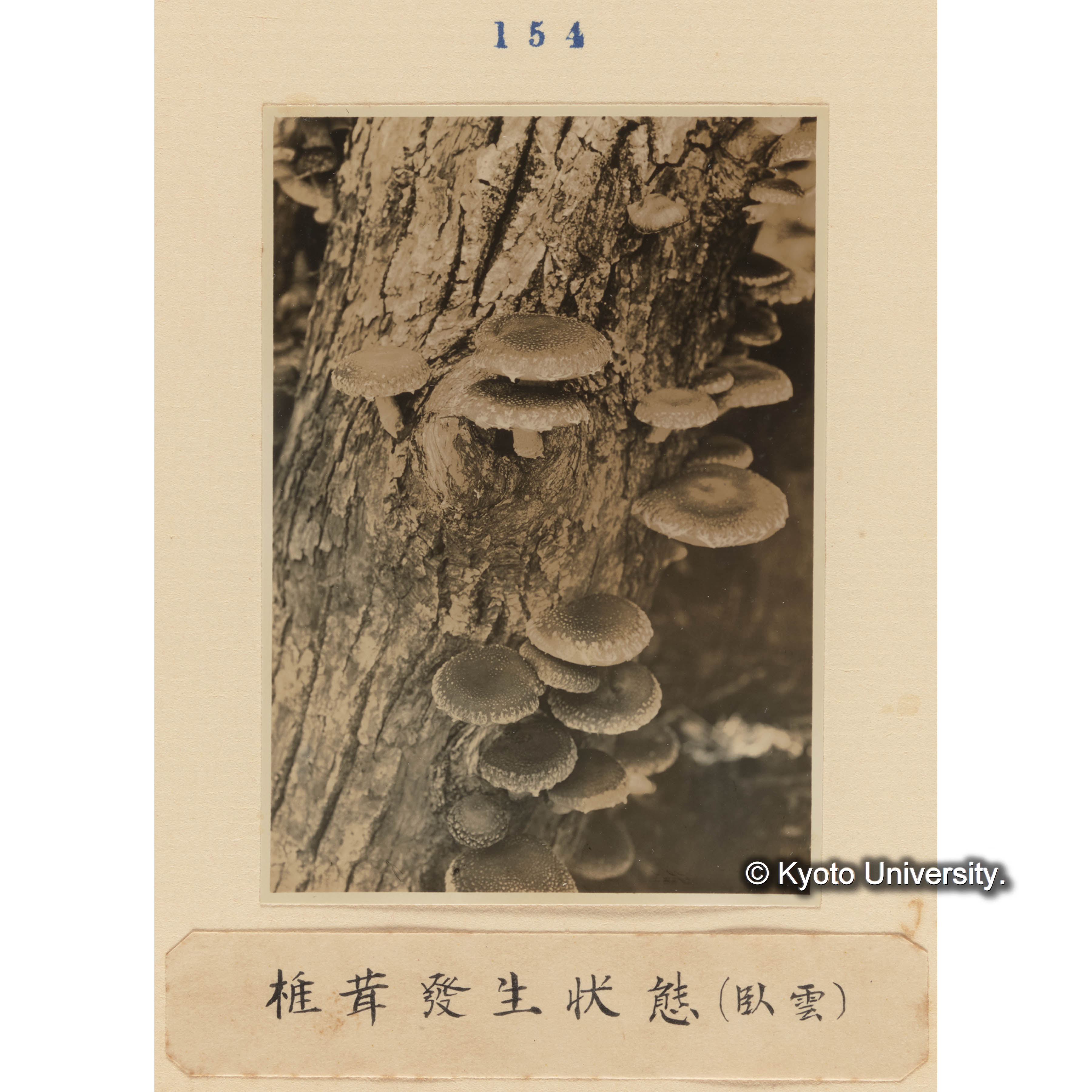 椎茸発生状態（臥雲） (1)