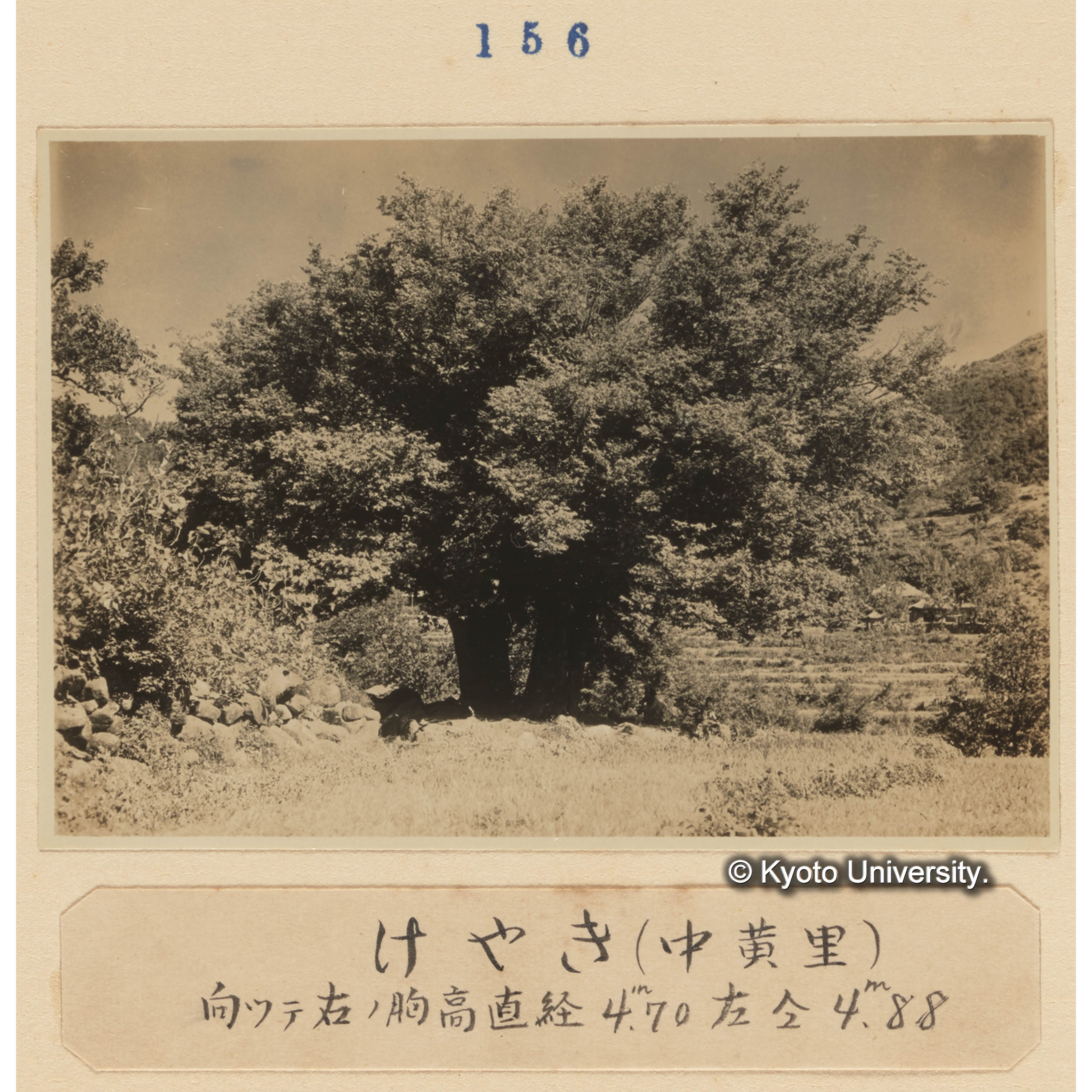 ケヤキ（中黄里）／向って右の胸高直径4m.70 左同4m.88 (1)