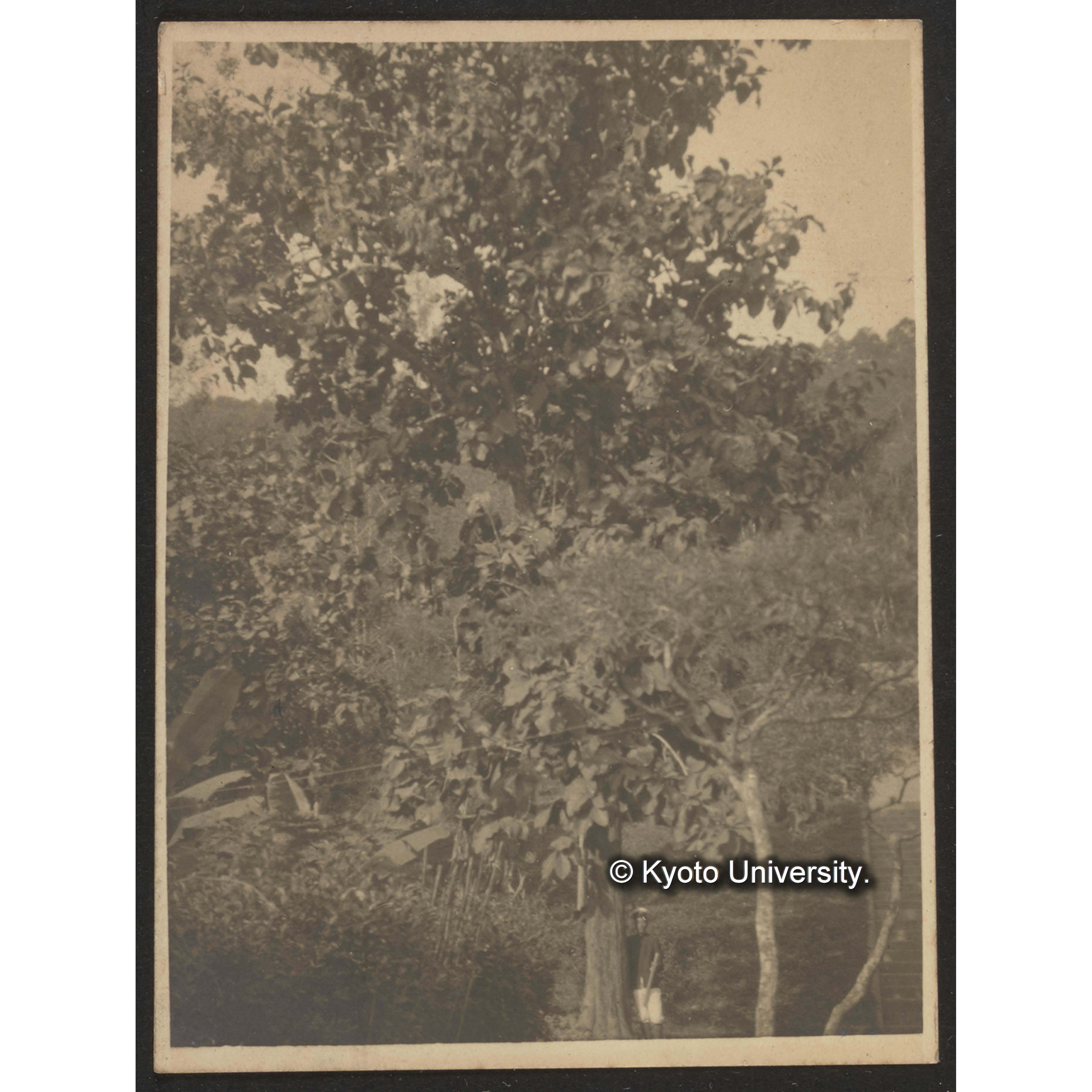 台湾 旗山公園下チーク　 二十一年生●尺八寸 シヤム種 田代あ宝義亜路浅生搬入　頂郡は曽て風折ノ害を被く　塩田儀手●　昭和四円十月写　●● (1)