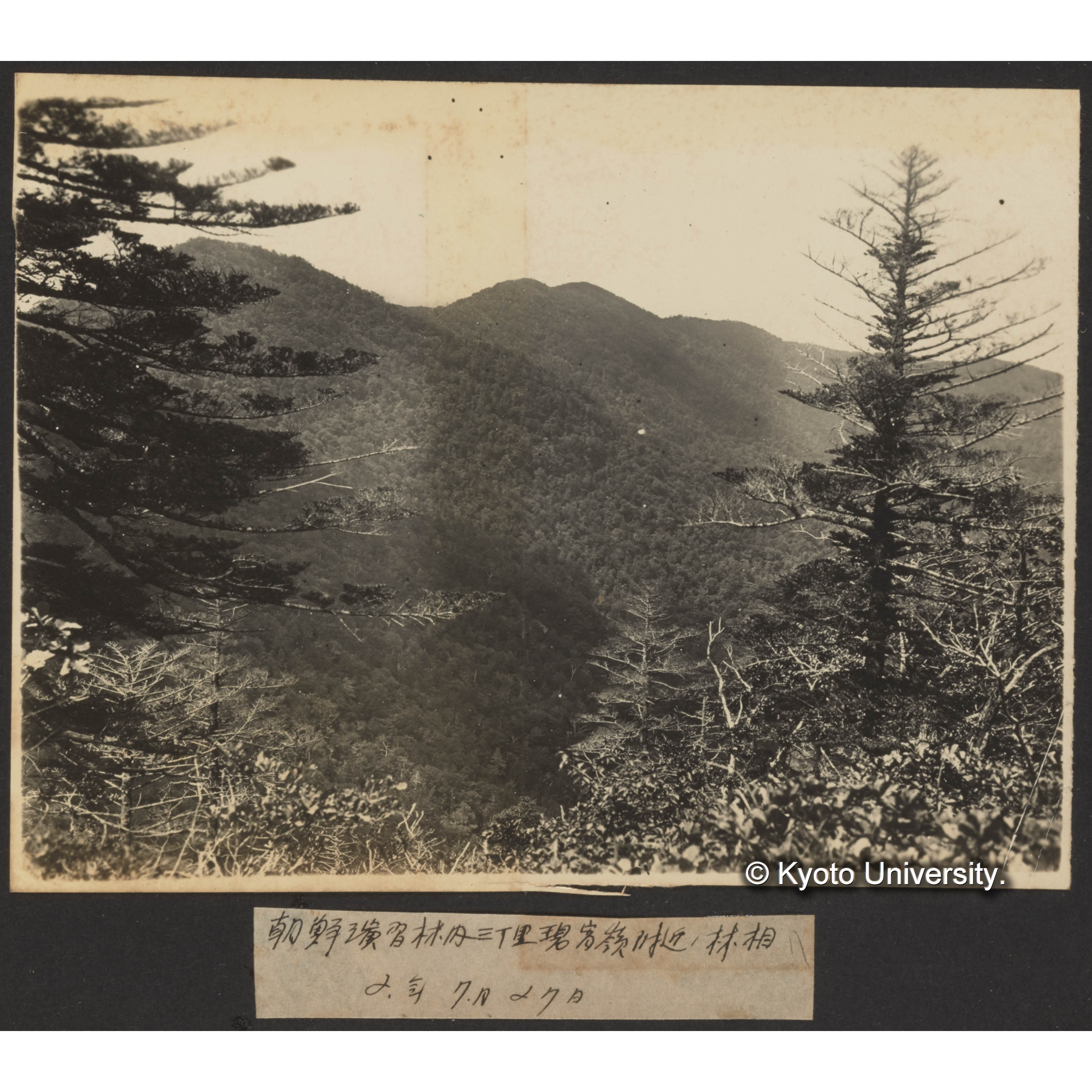 朝鮮演習林内三丁里碧宵峰付近の林相　 2年7月27日 (1)