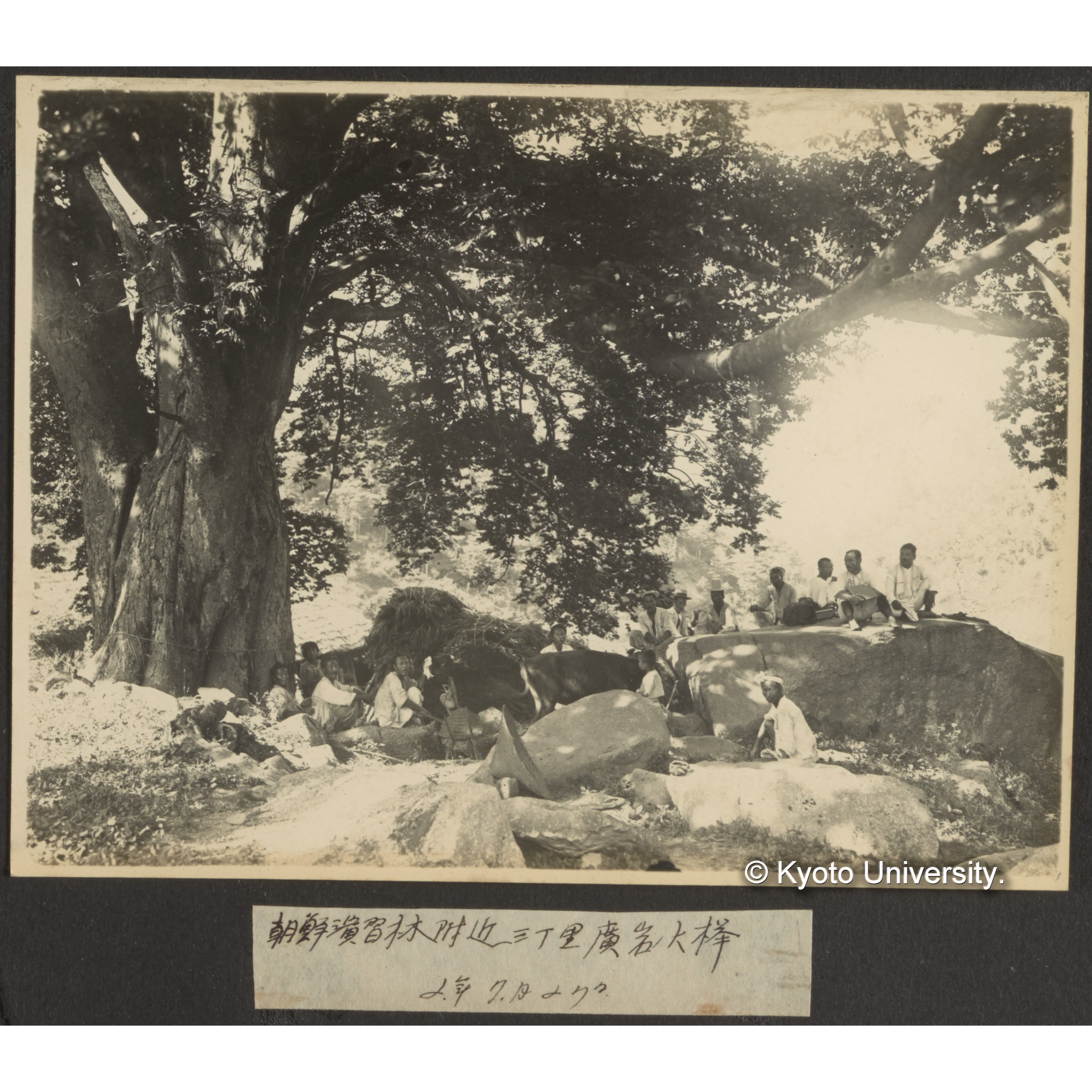 〔写真欠損〕朝鮮演習林付近三丁里廣岩の大欅 2年7月27日 (2)