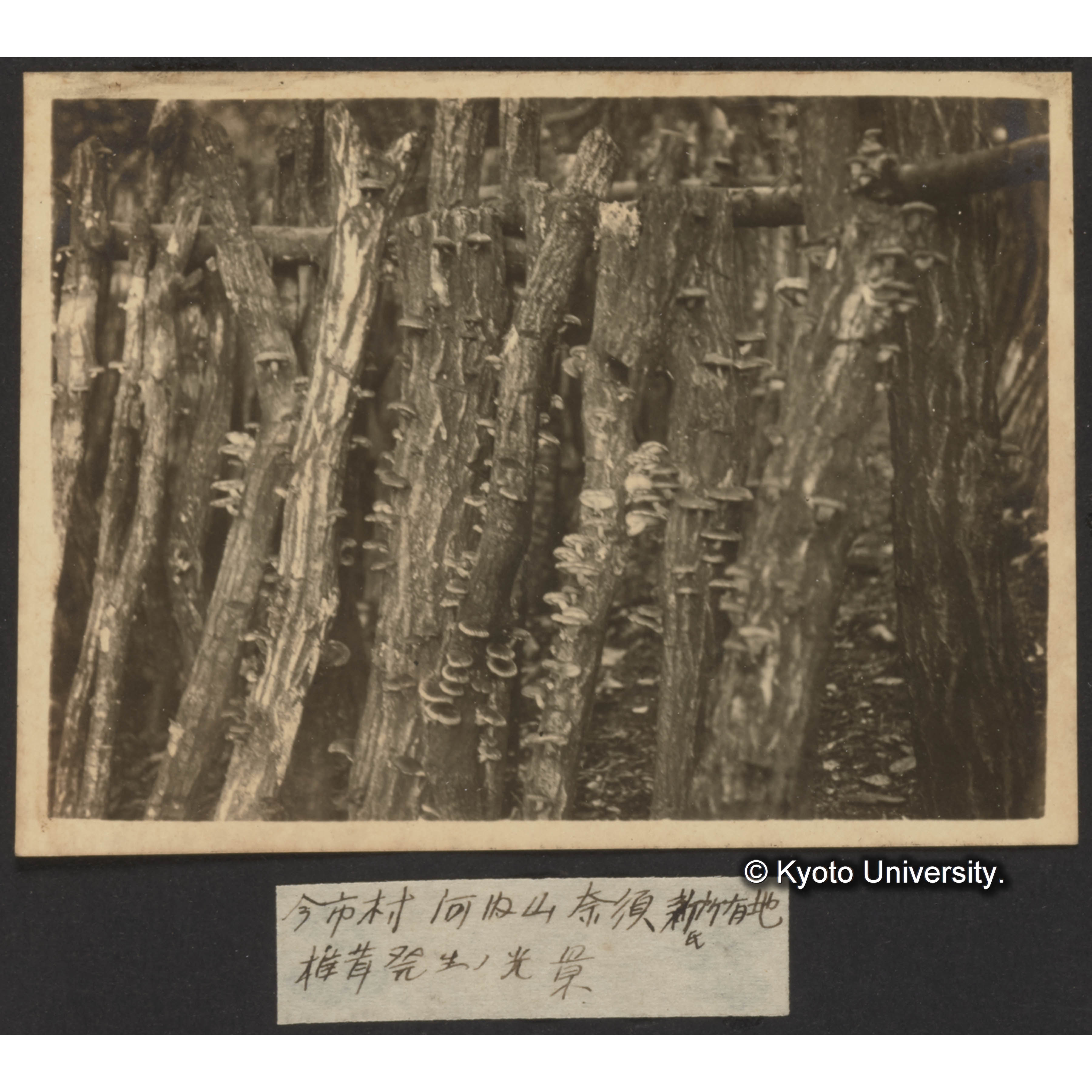 今市村河内山 奈須新氏所有地 椎茸発生の光景 (1)