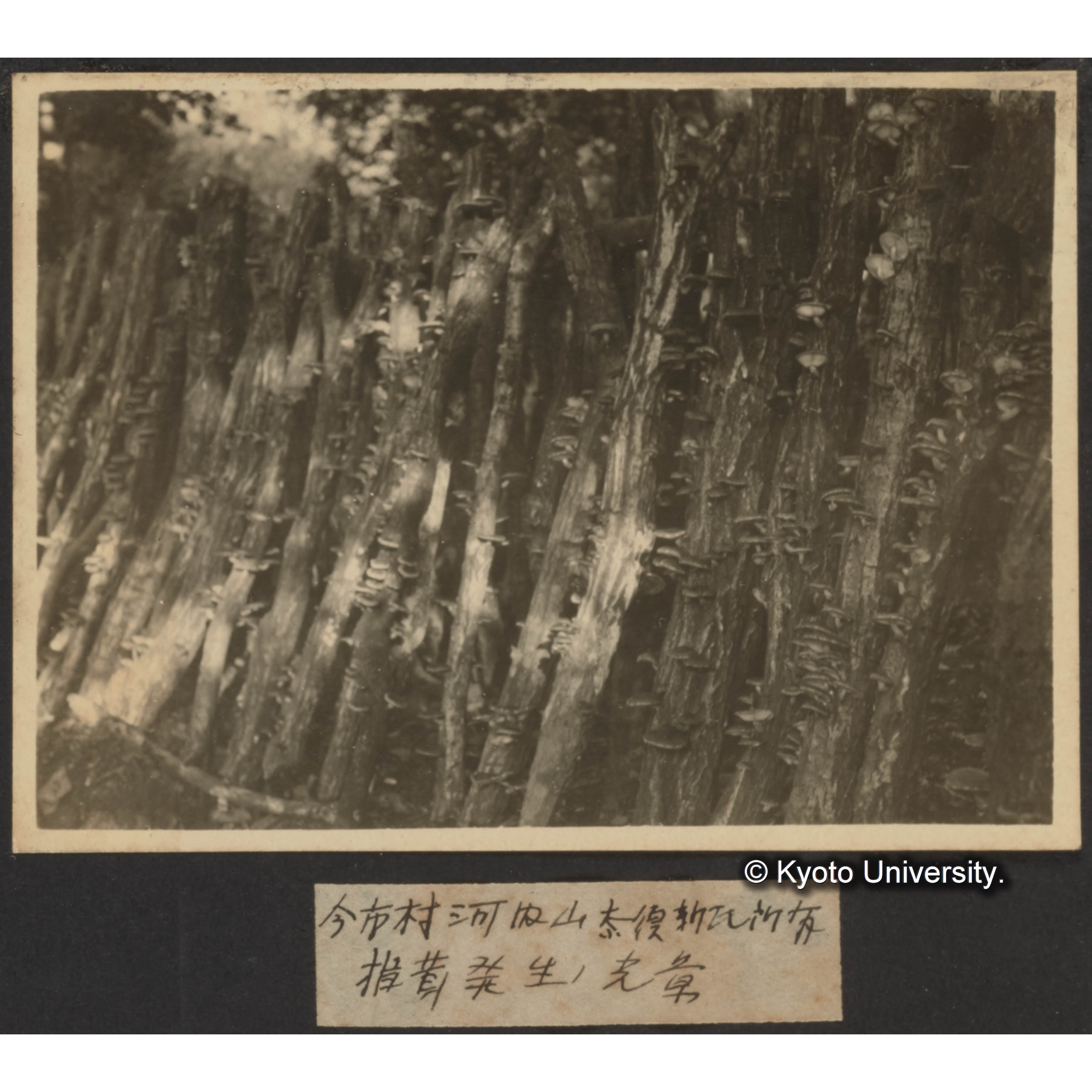 今市村河内山 奈須新氏所有地 椎茸発生の光景 (1)