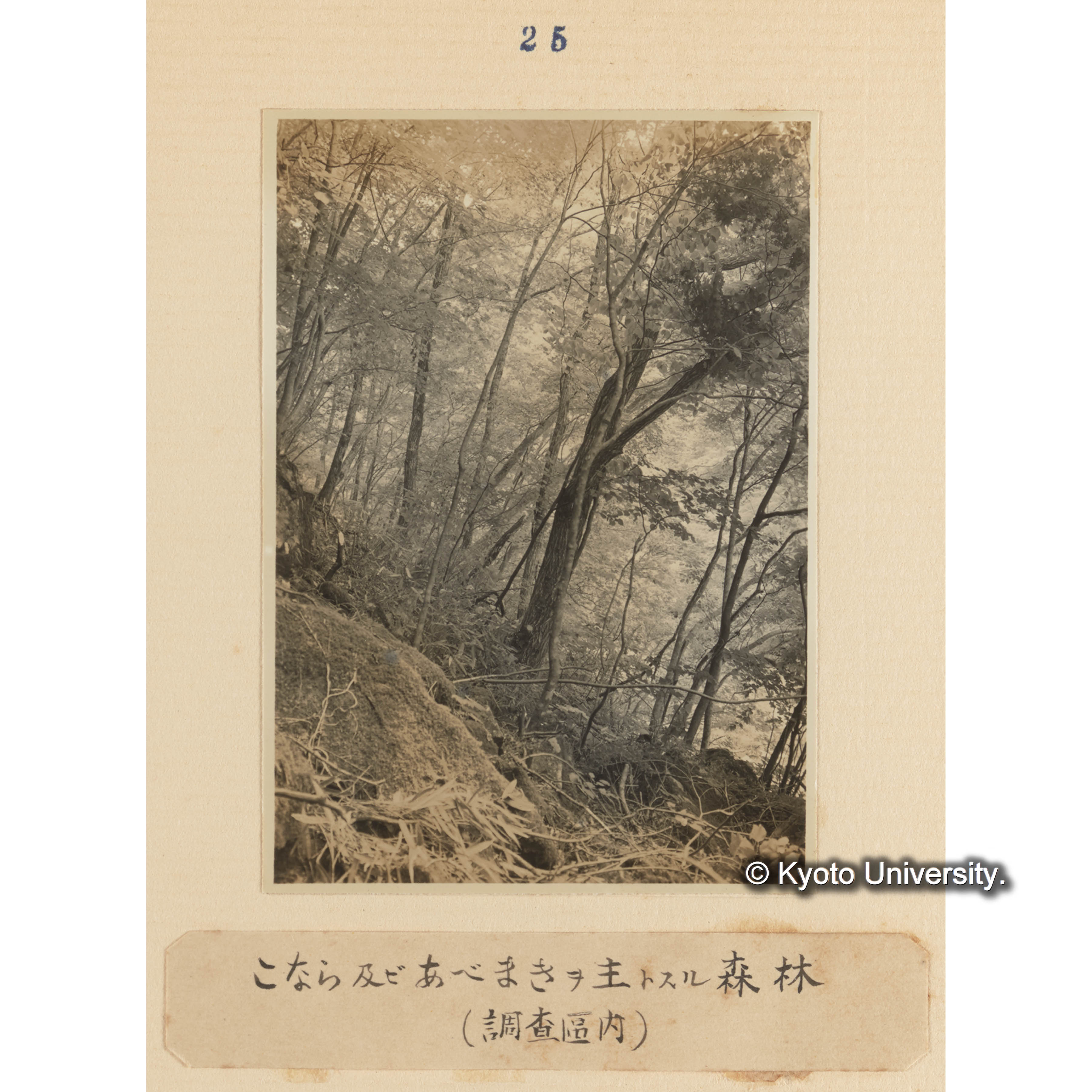 コナラ及びアベマキを主とする森林（調査区内） (1)