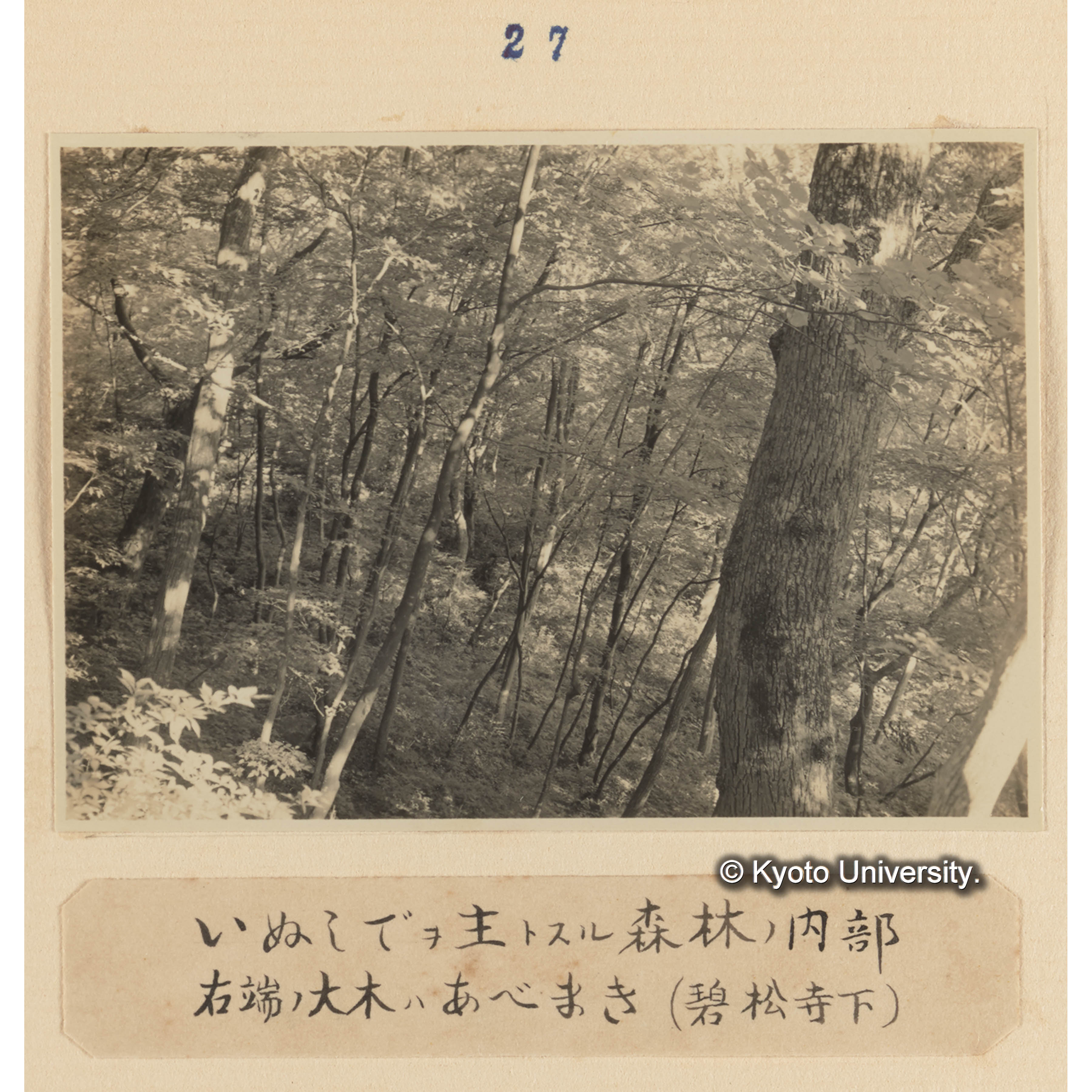 イヌシデを主とする森林の内部　右端の大木はアベマキ（碧松寺下） (1)