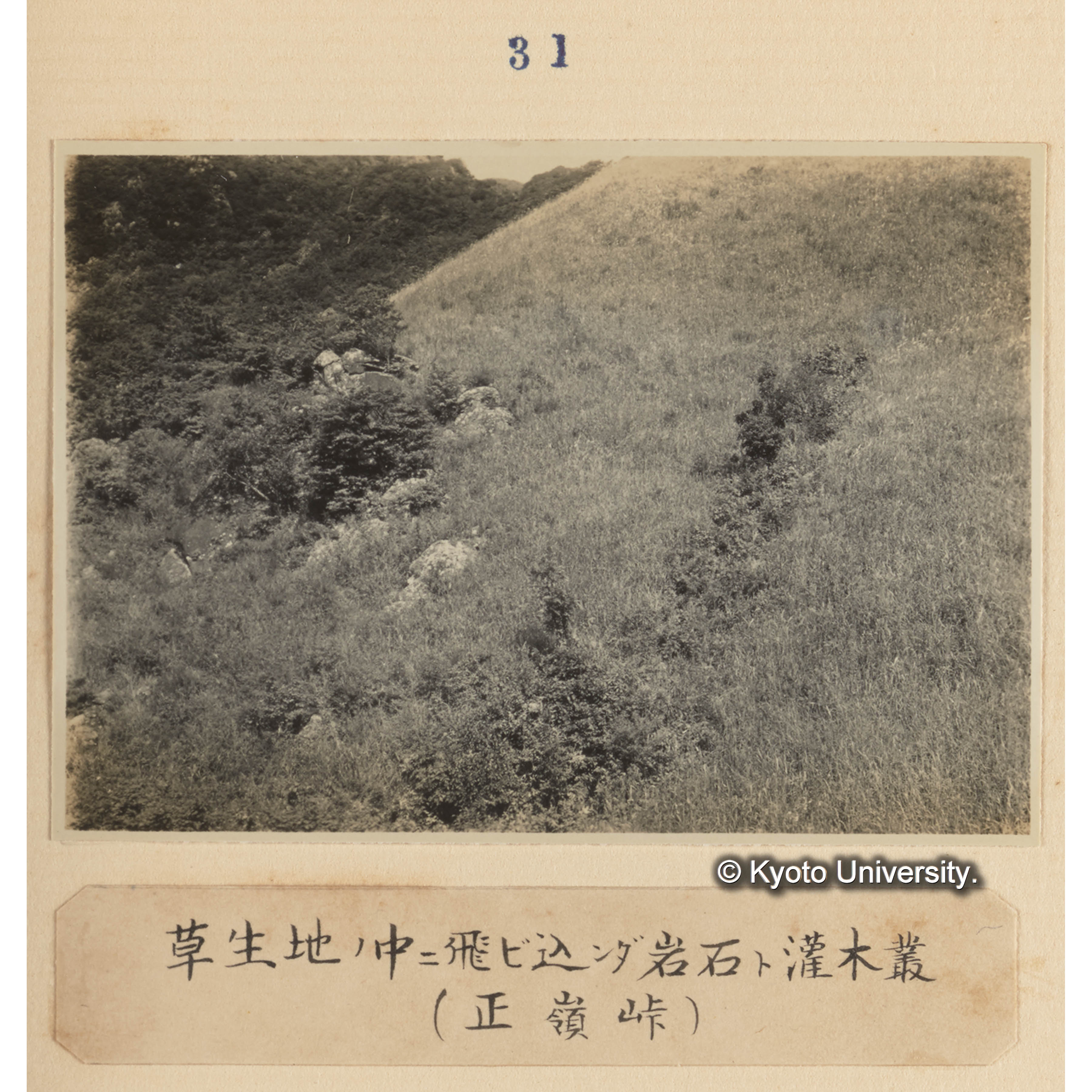 草生地の中に飛び込んだ岩石と灌木叢（正嶺峠） (1)