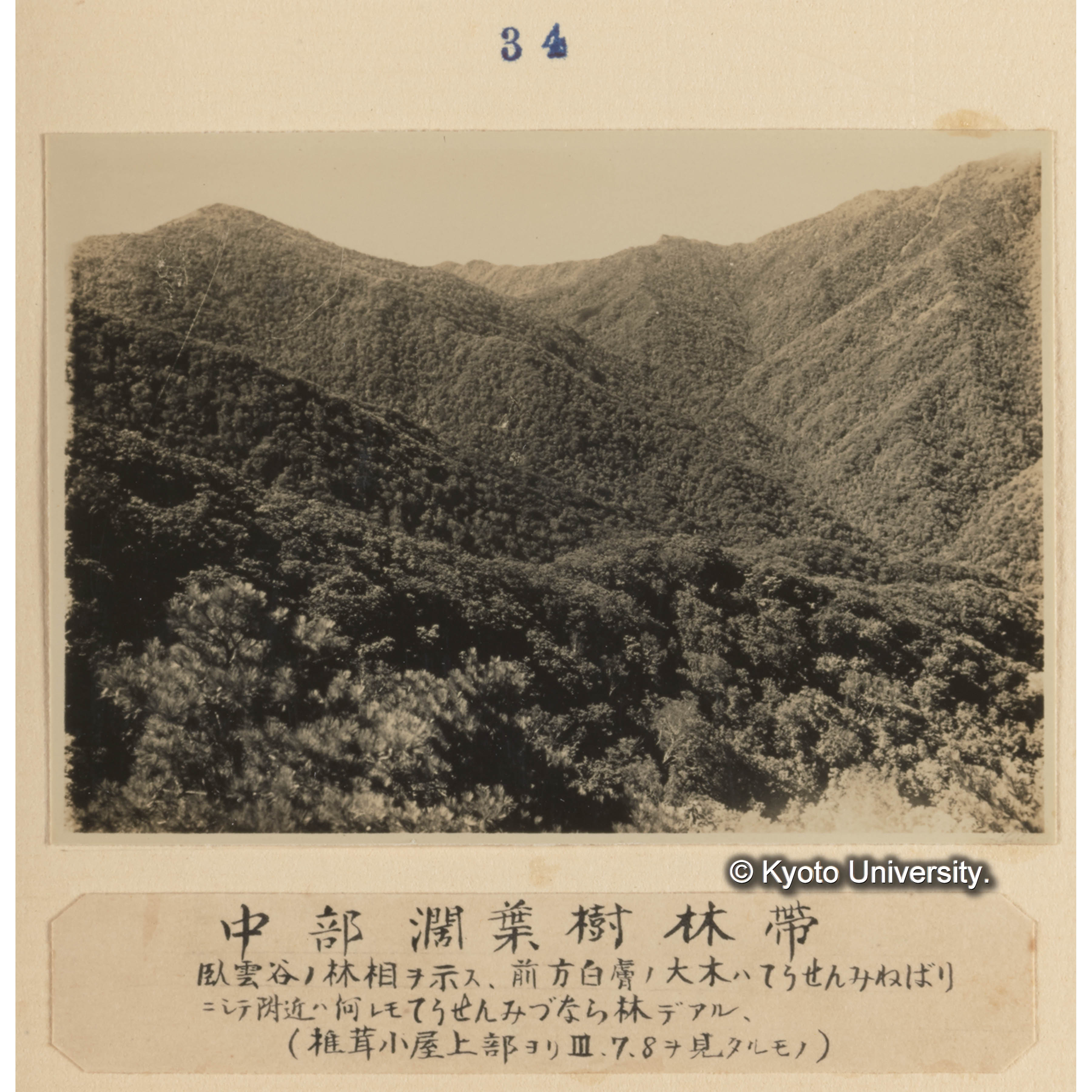 中部闊葉樹林帯／臥雲谷の林相を示す。前方白膚の大木はチョウセンミネバリにして附近は何れもチョウセンミズナラ林である。（椎茸小屋上部よりIII、7、8を見たるもの） (1)