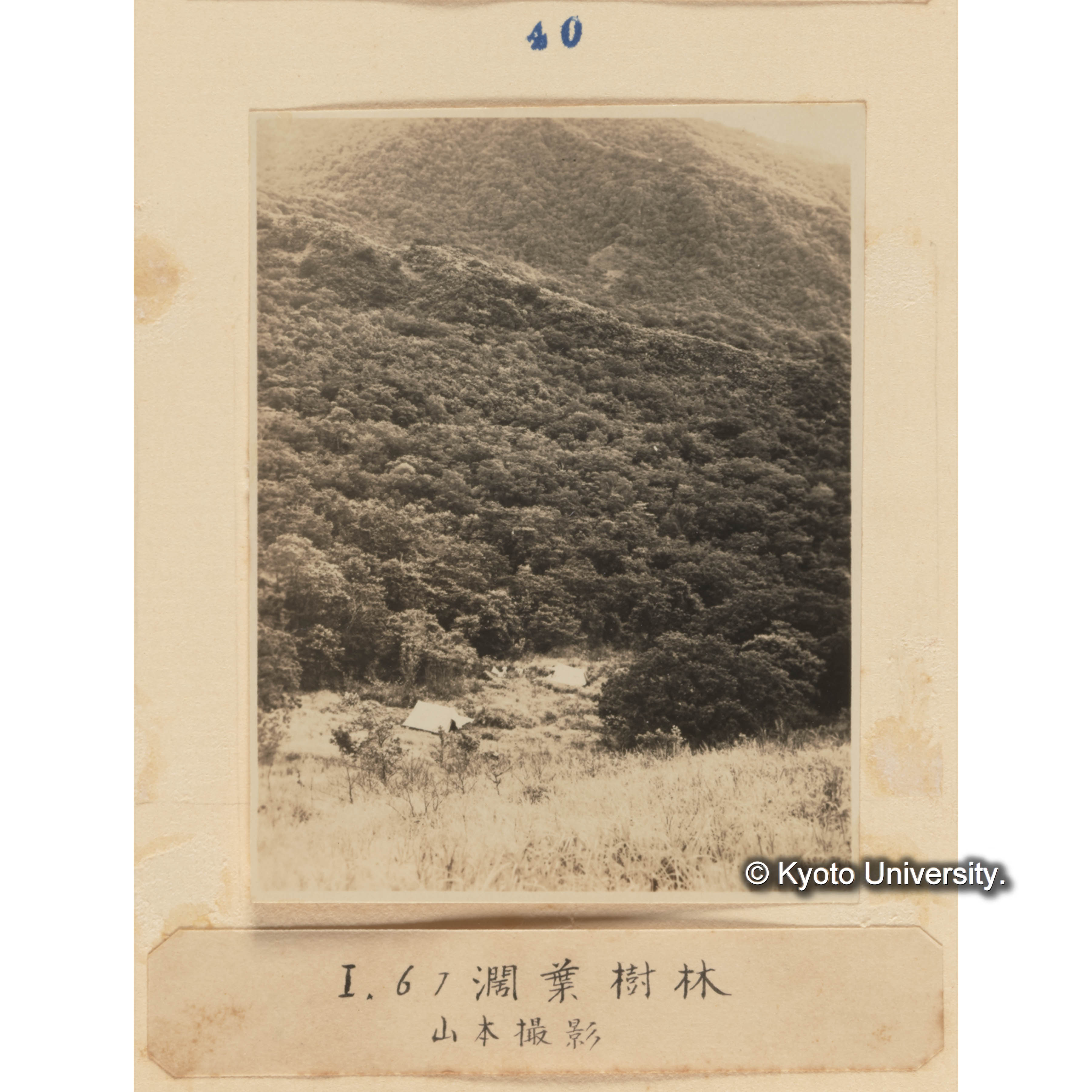 I、6の闊葉樹林　山本撮影 (1)