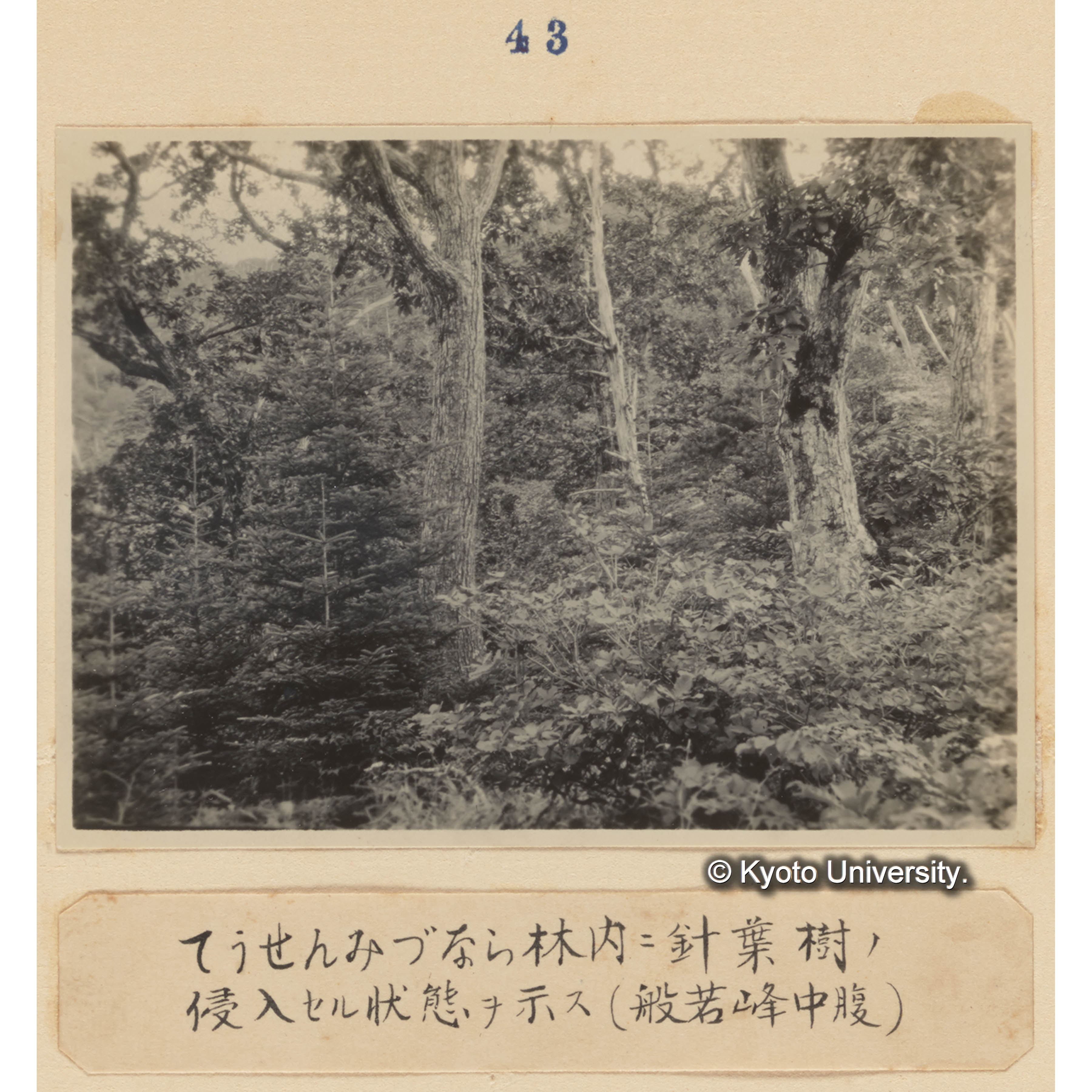 チョウセンミズナラ林内に針葉樹の侵入せる状態を示す（般若峰中腹） (1)