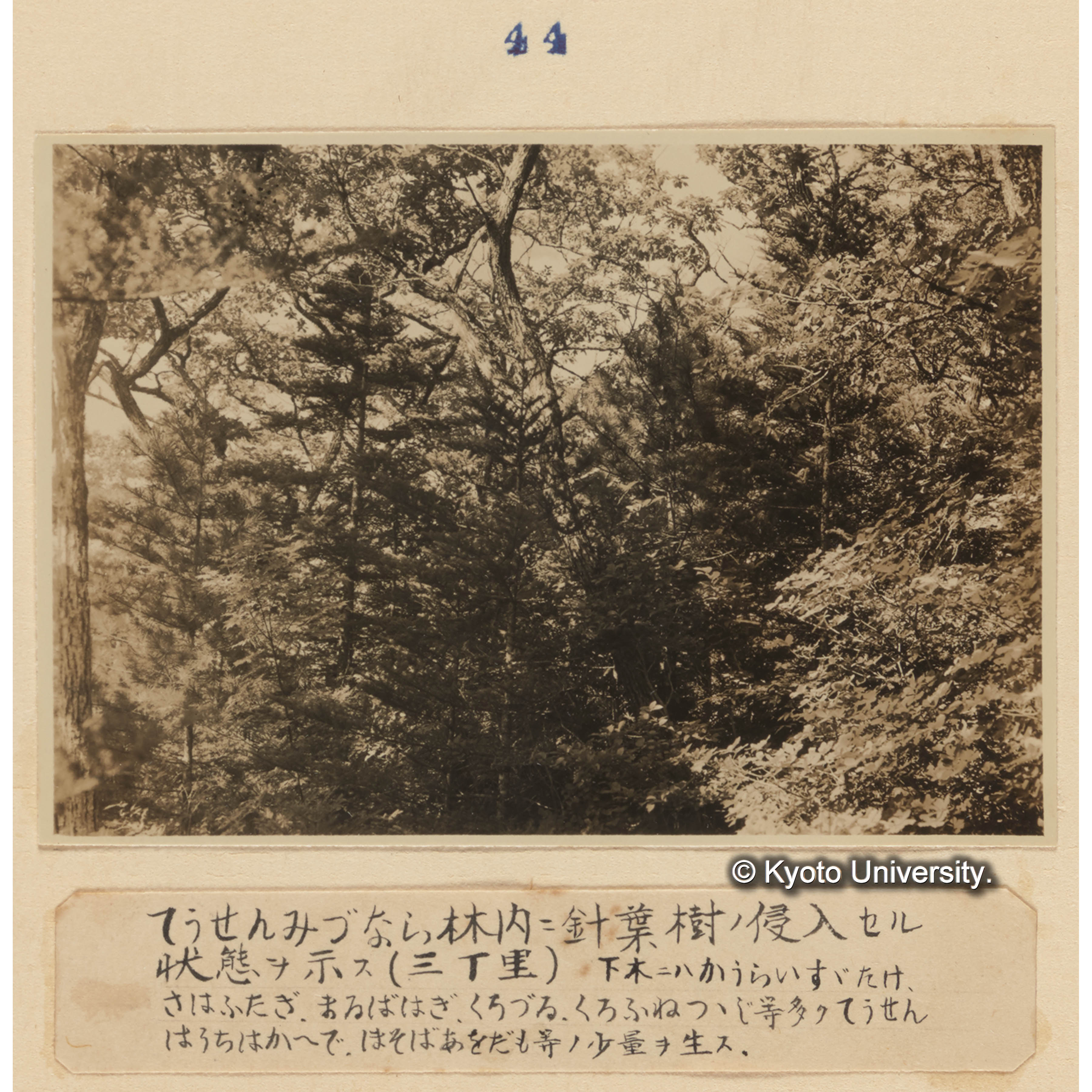 チョウセンミズナラ林内に針葉樹の侵入せる状態を示す（三丁里）／下木にはコウライスズタケ、サワフタギ、マイバハギ、クロヅル、クロフネツツジ等多くチョウセンハウチワカエデ、ホソバアオダモ等の少量を生ず。 (1)