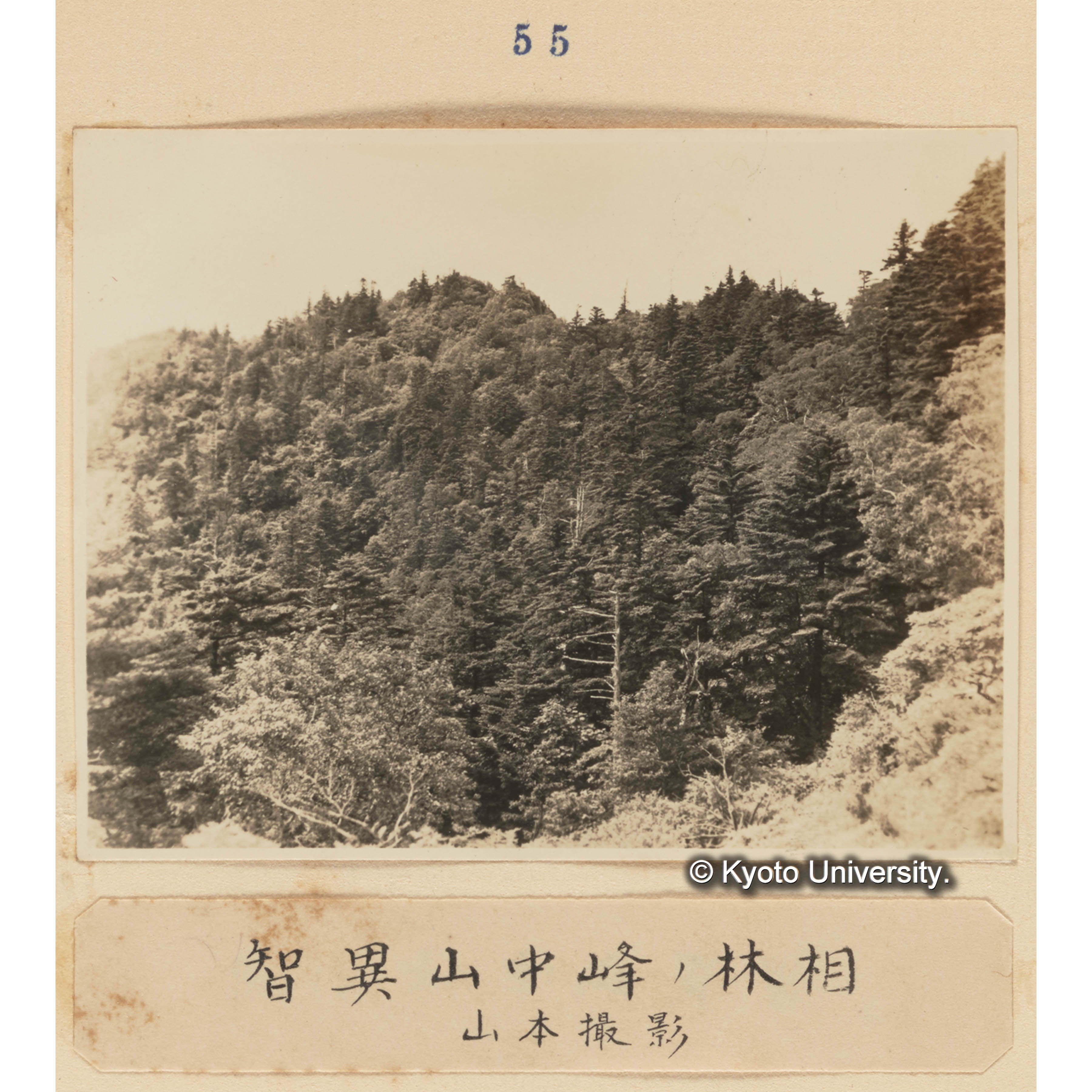 智異山中峰の林相／山本撮影 (1)