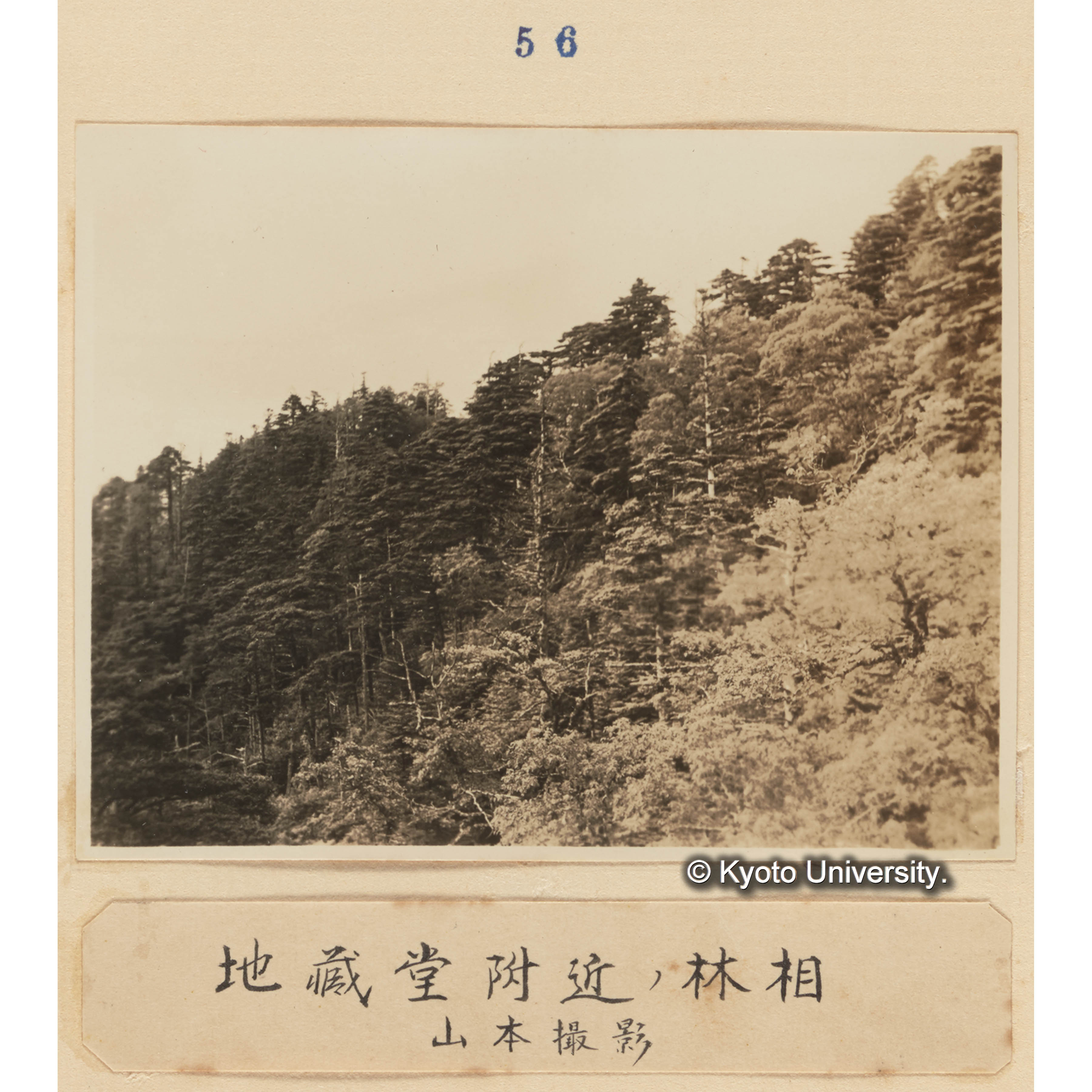 地蔵堂附近の林相／山本撮影 (1)