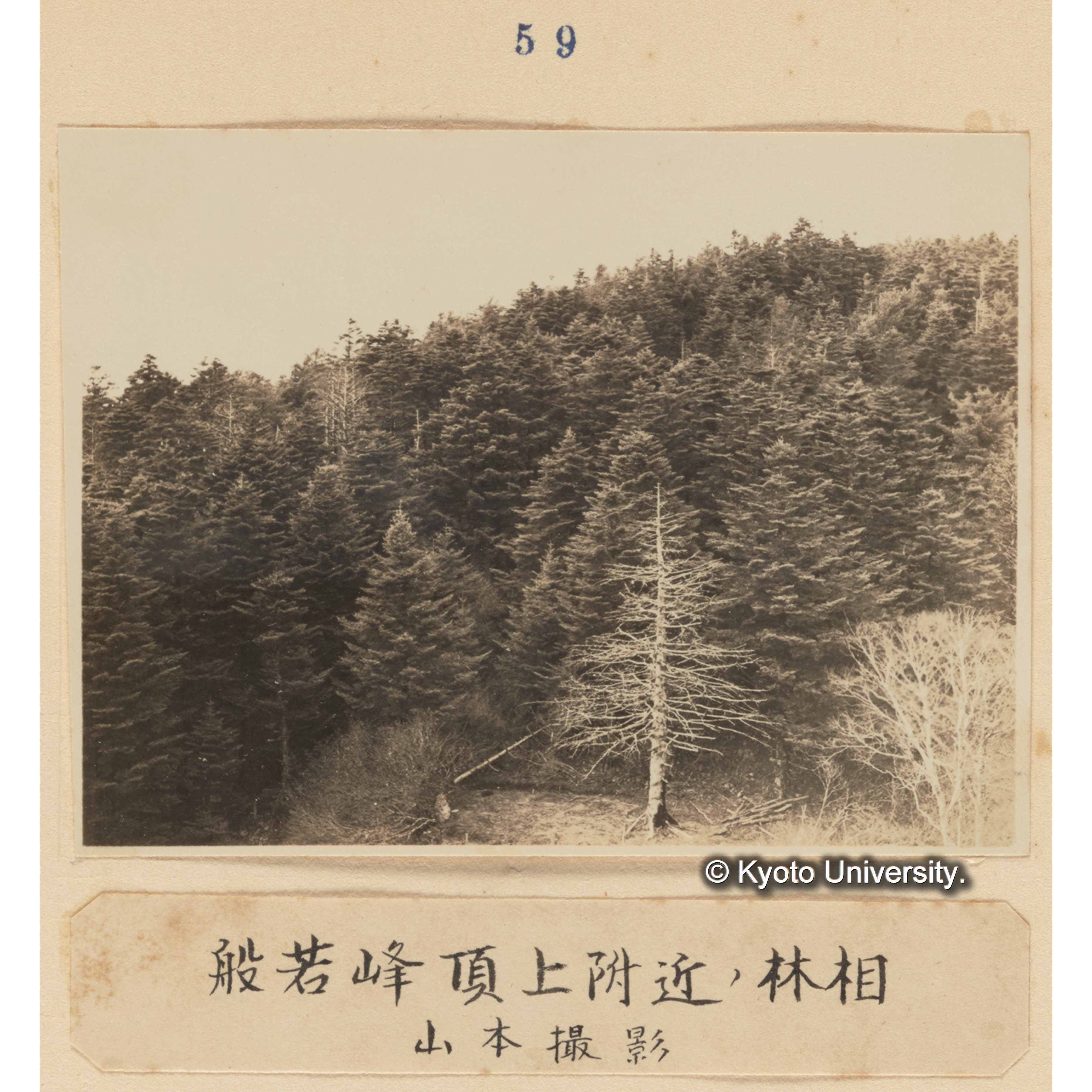 般若峰頂上附近の林相／山本撮影 (1)