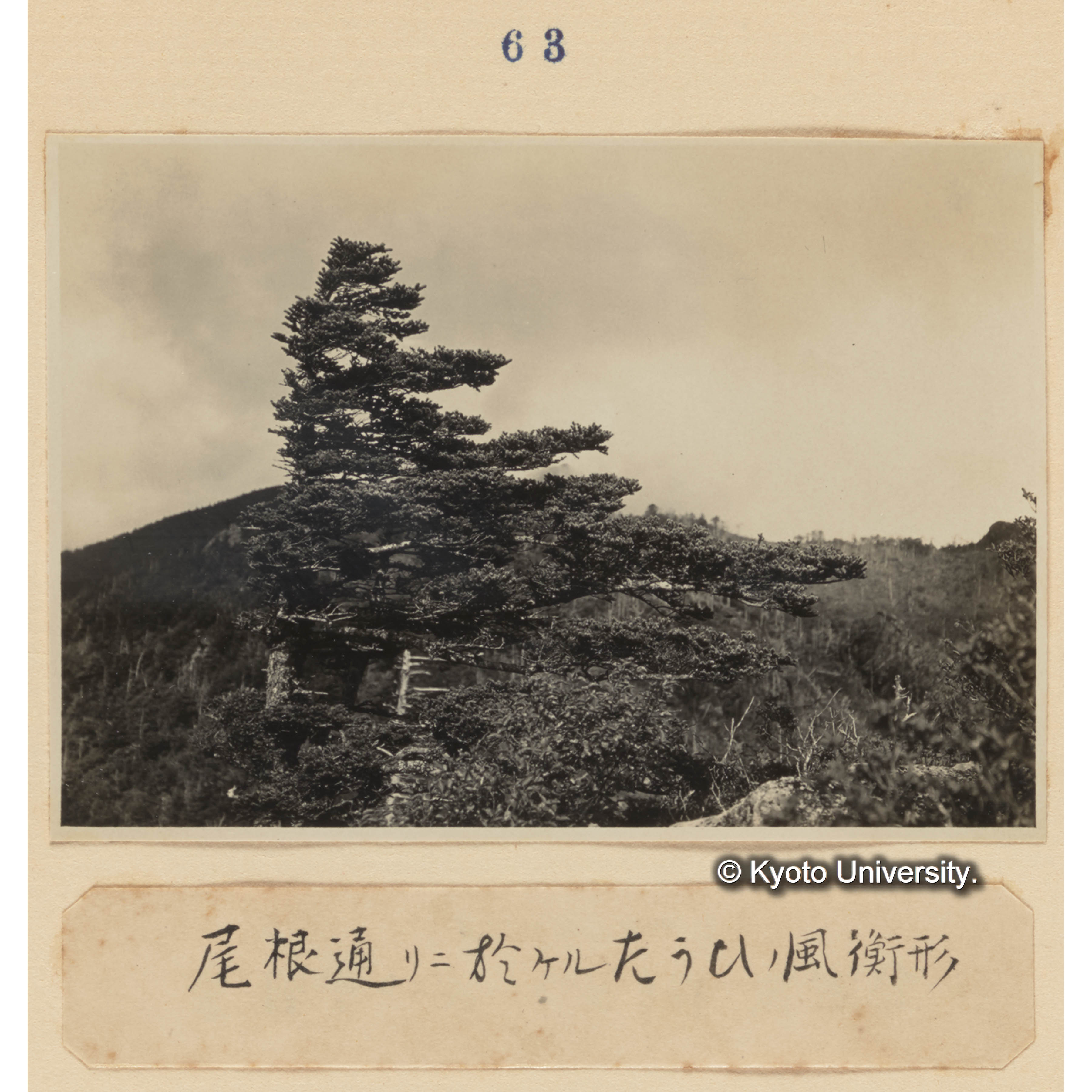 尾根通りに於けるトウヒの風衡形 (1)