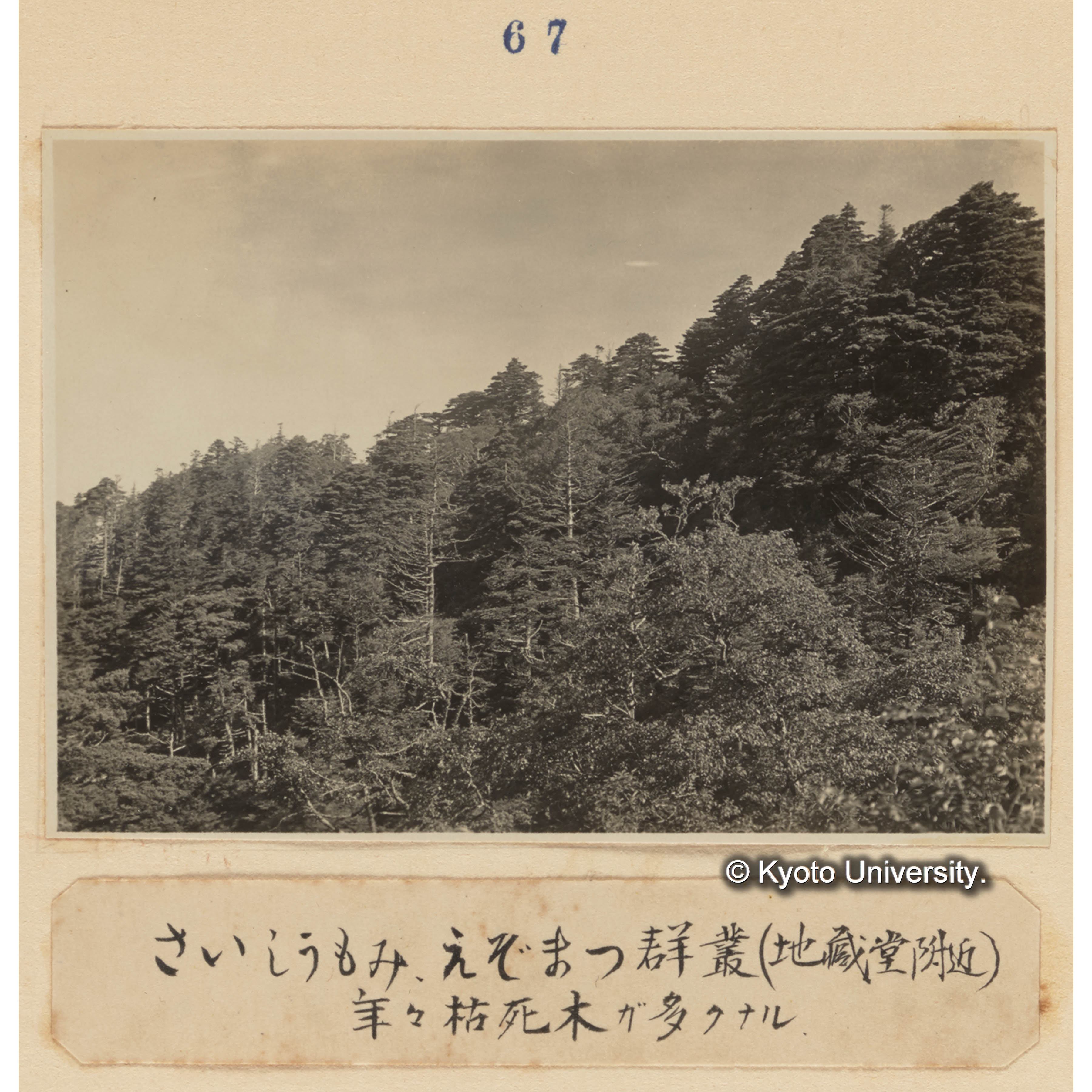 サイシュウモミ、エゾマツ群叢（地蔵堂附近）／年々枯死木が多くなる (1)