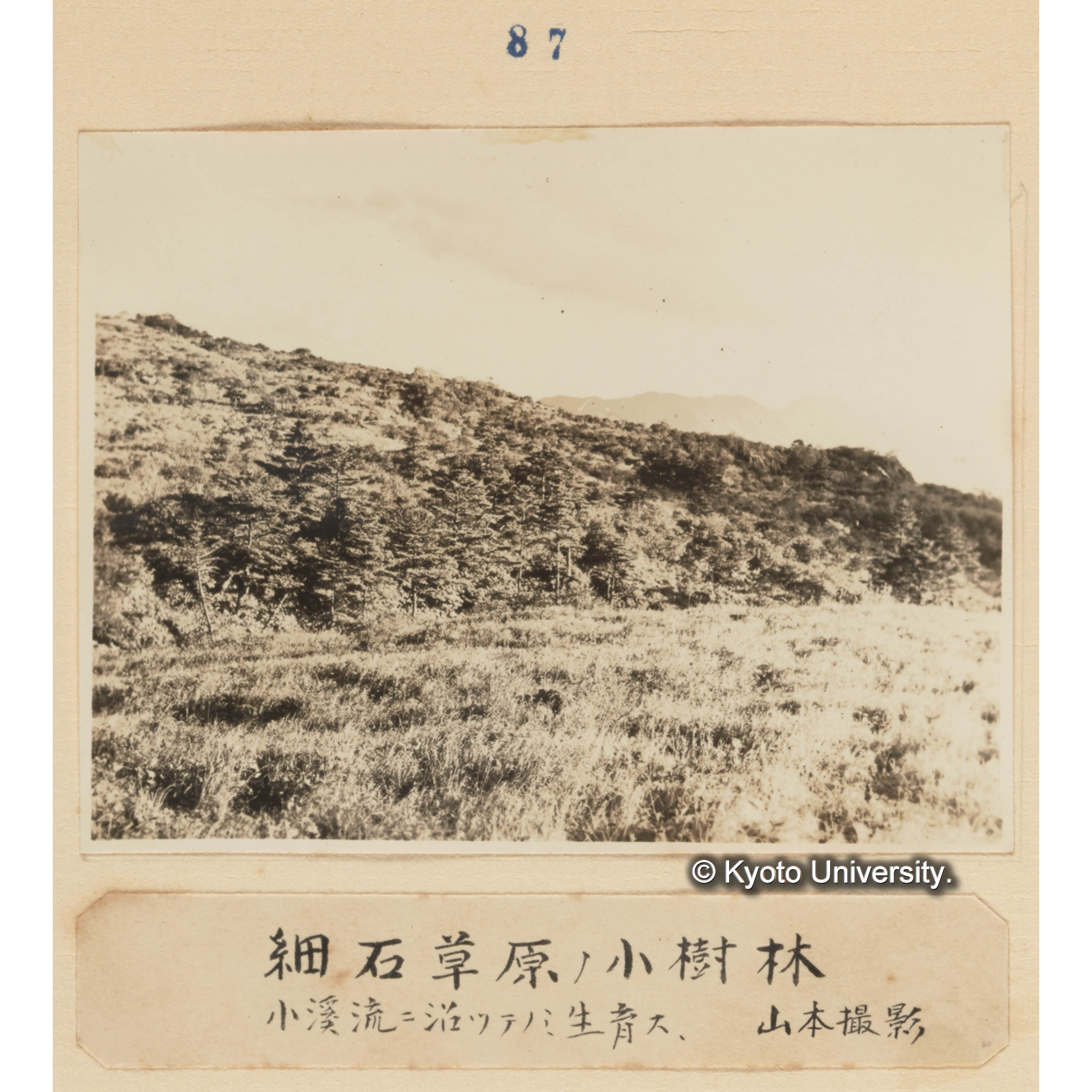 細石草原の小樹林／小溪流に沿ってのみ生育す／山本撮影 (1)