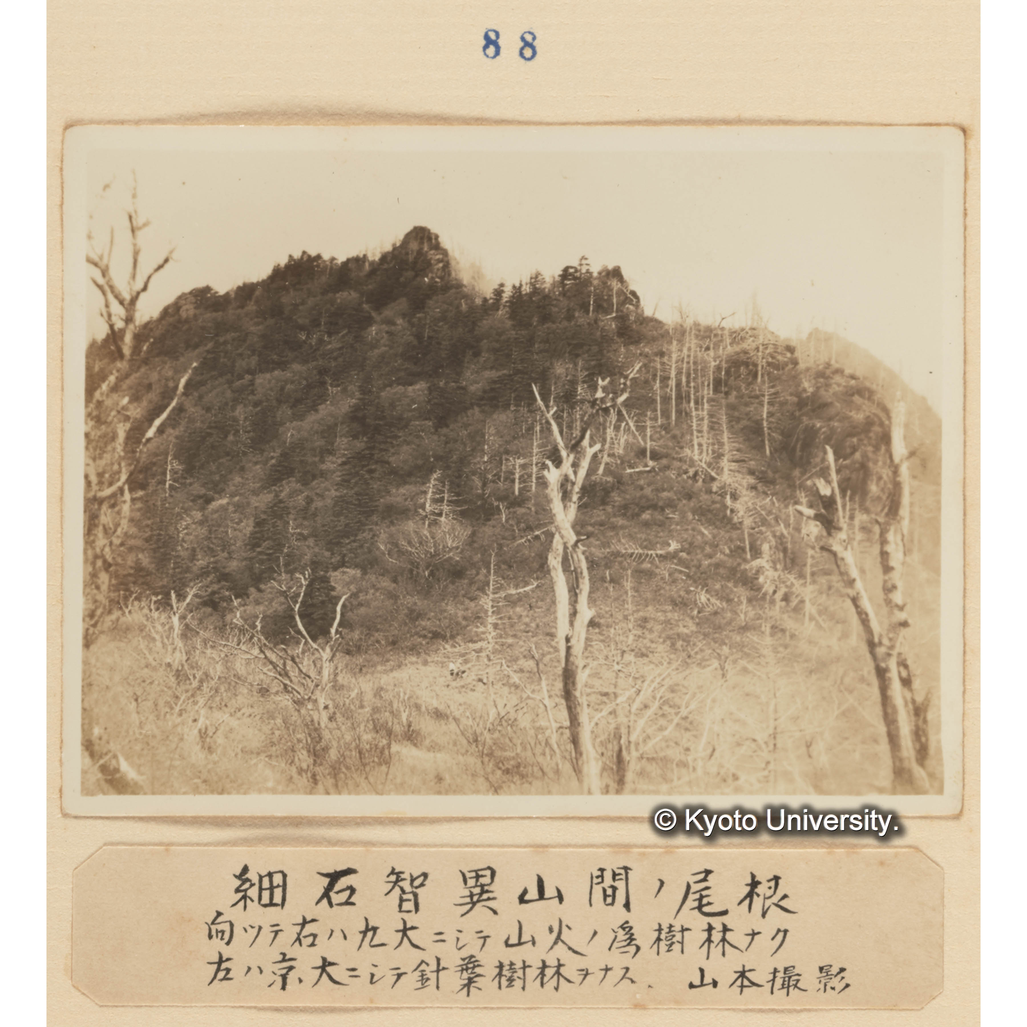 細石智異山間の尾根／向って右は九大にして山火の爲樹林なく左は京大にして針葉樹林をなす　山本撮影 (1)