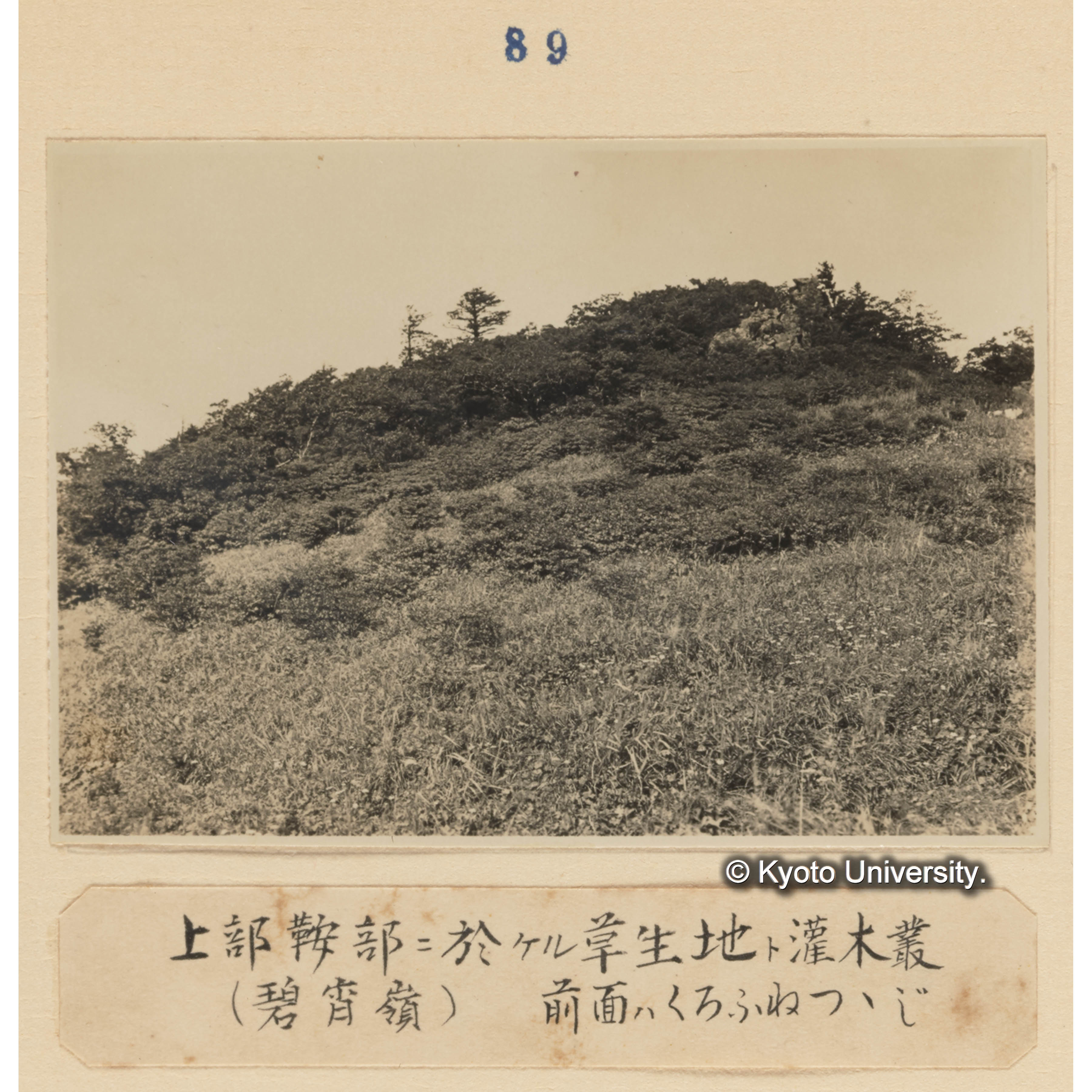 上部鞍部に於ける草生地と灌木叢（碧宵嶺）／前面はクロフネツツジ (1)