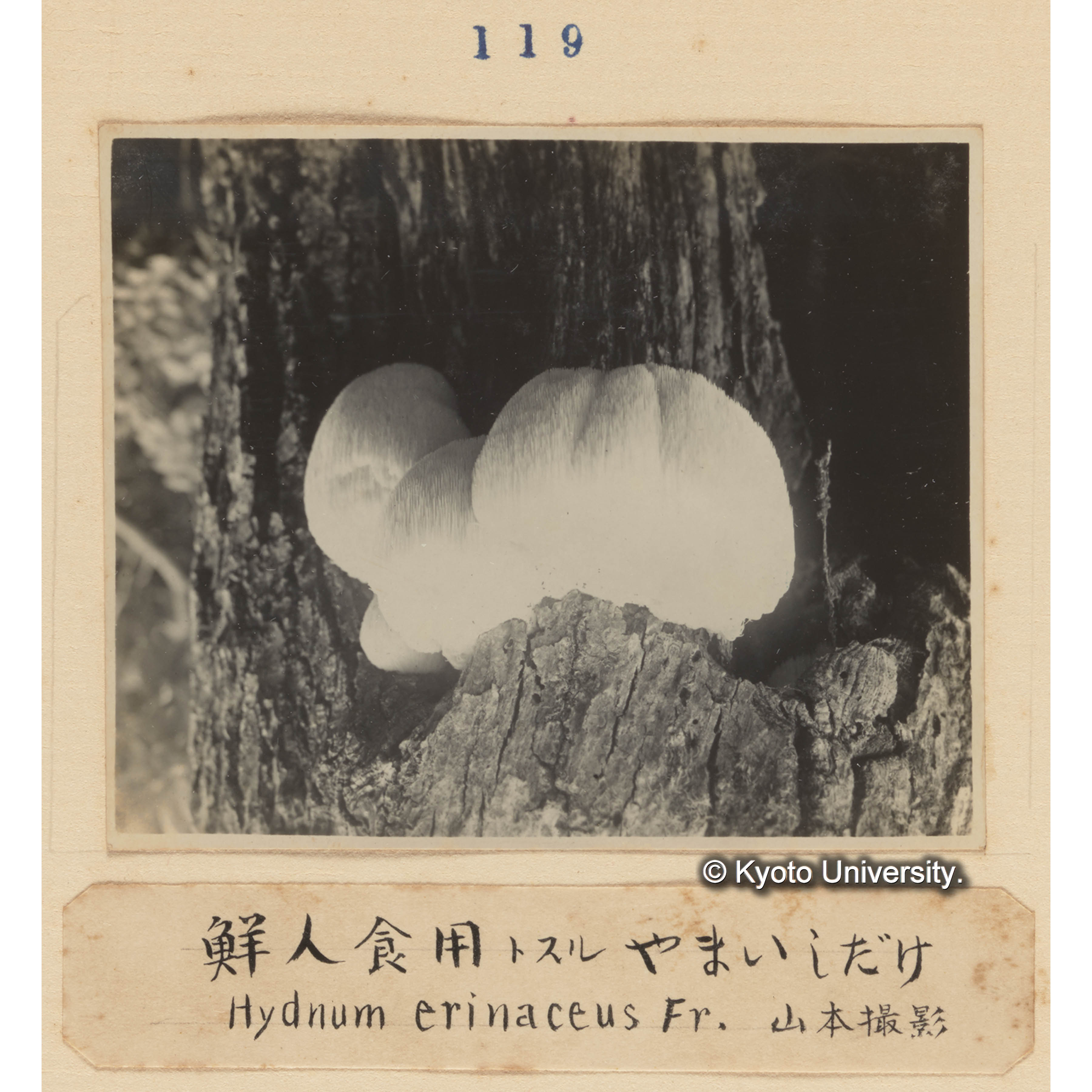 鮮人食用とするヤマイシダケ／Hydnum erinaceus Fr. 山本撮影 (1)