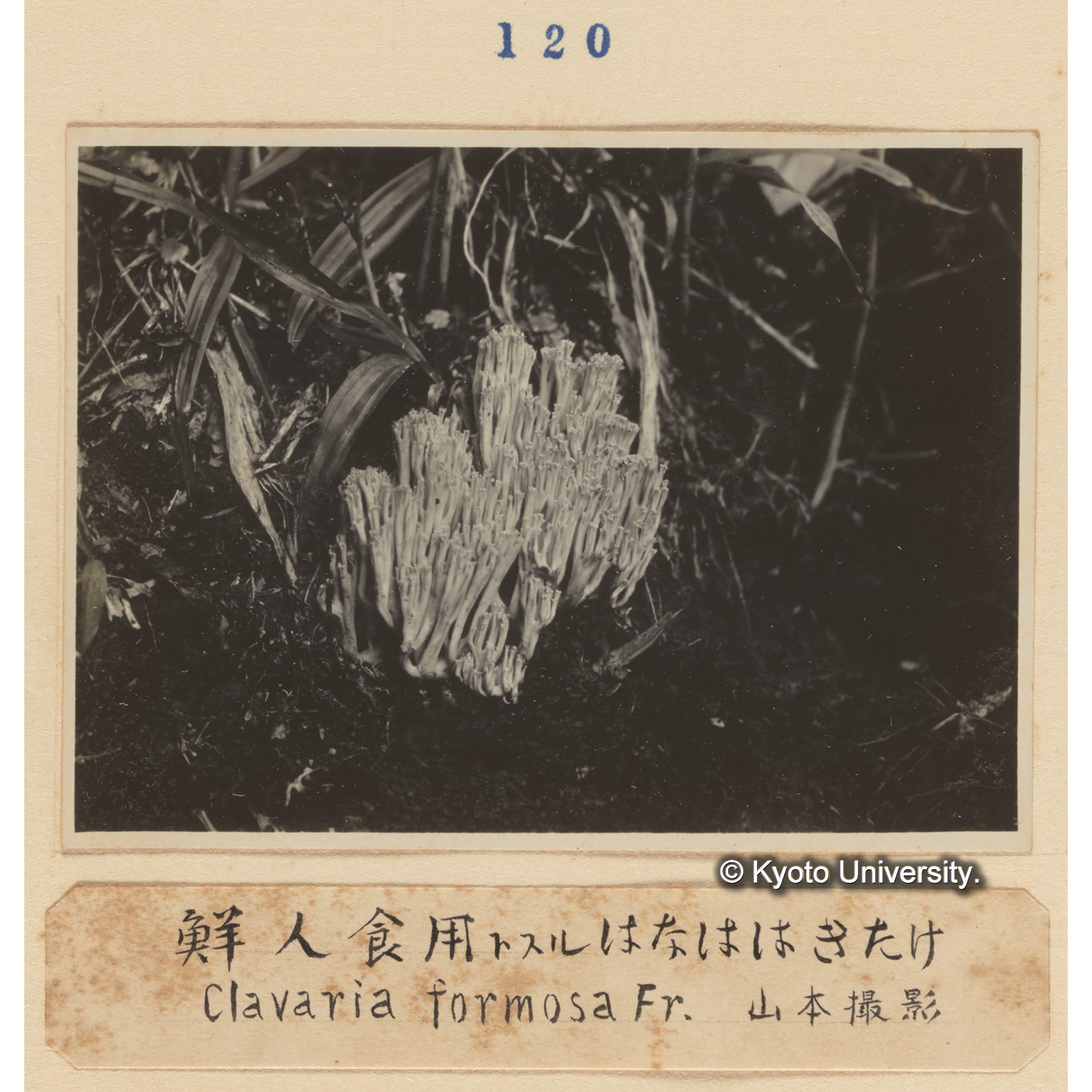 鮮人食用とするハナホウキタケ／Clavalia formosa Fr. 山本撮影 (1)