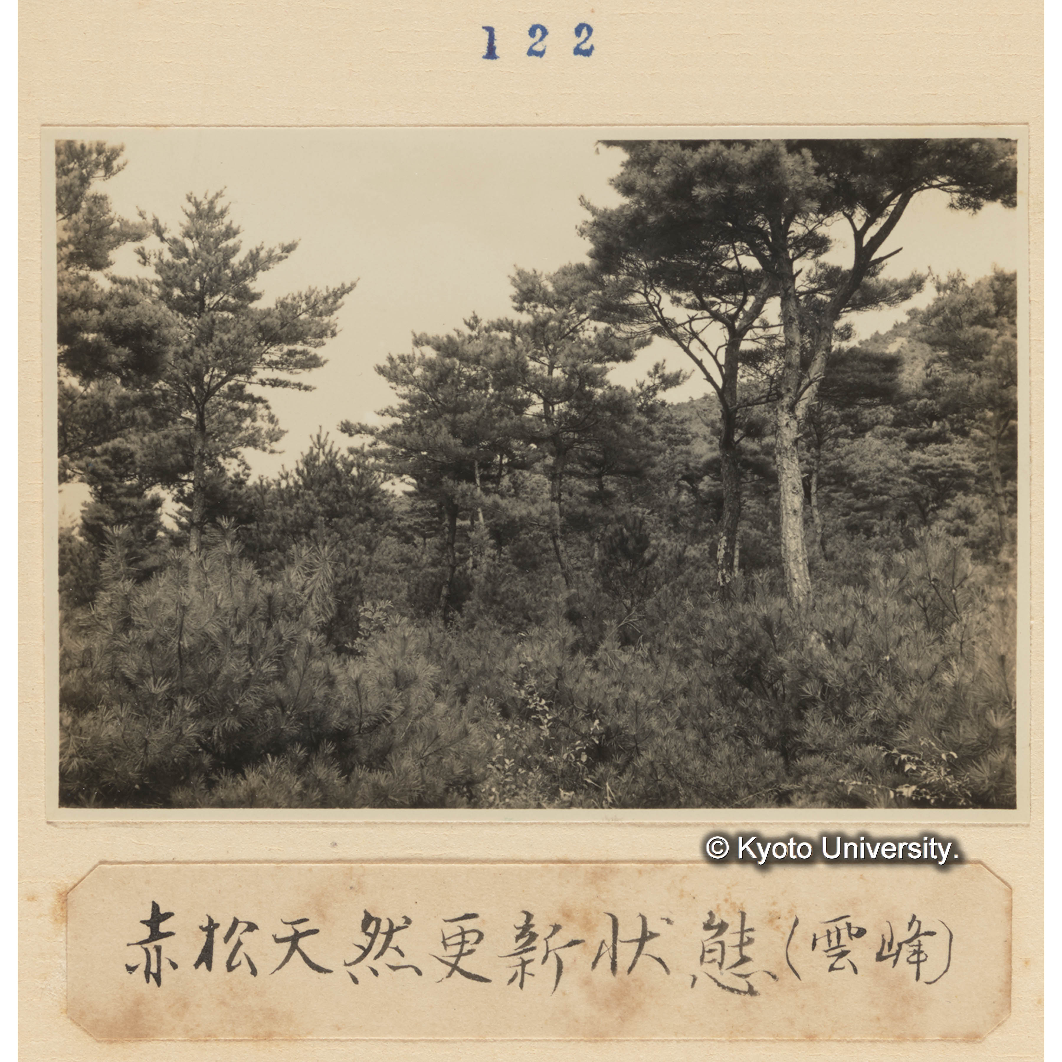 赤松天然更新状態（雲峰） (1)