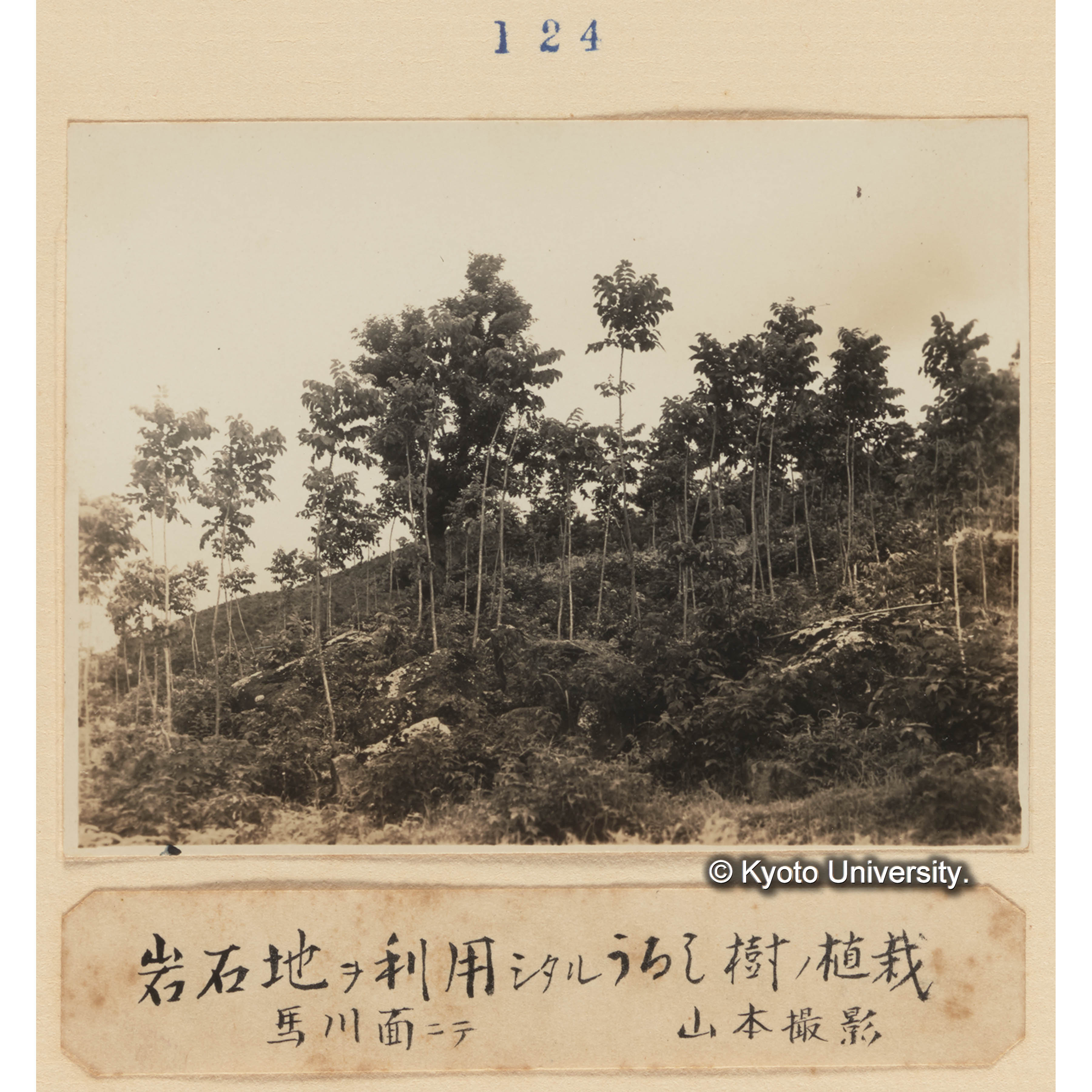 岩石地を利用したるウルシ樹の植栽／馬川面にて　山本撮影 (1)