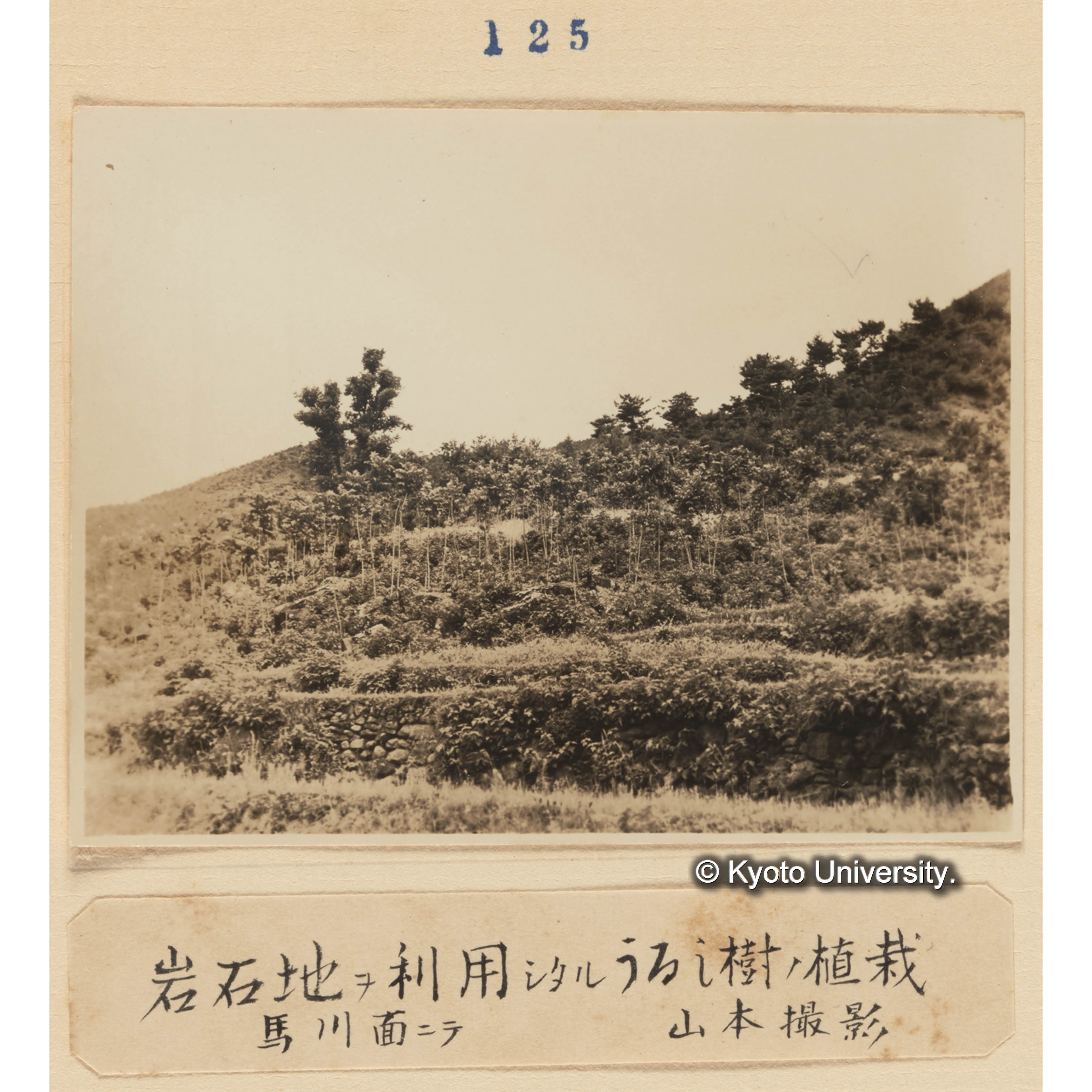 岩石地を利用したるウルシ樹の植栽／馬川面にて　山本撮影 (1)