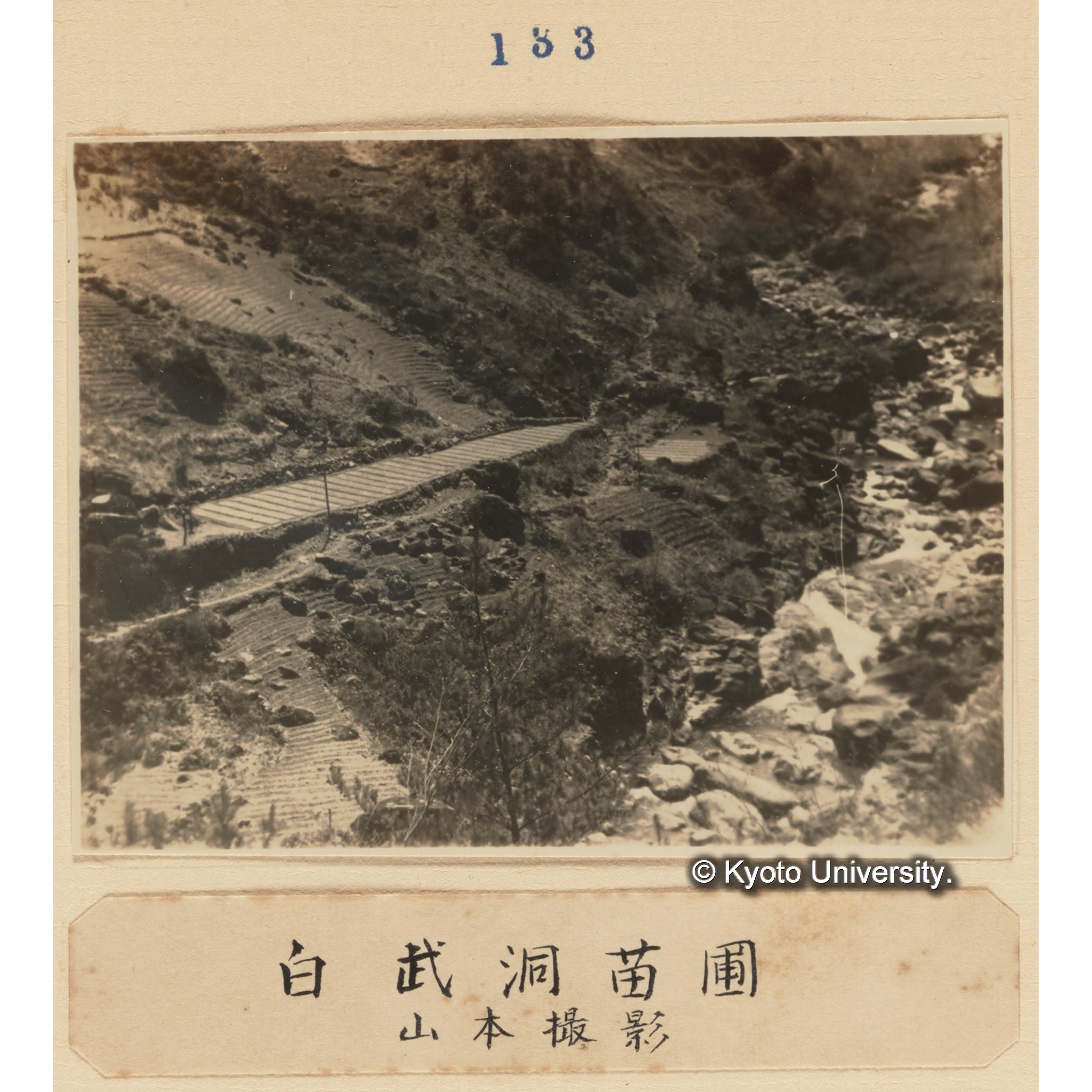 白武洞苗圃／山本撮影 (1)