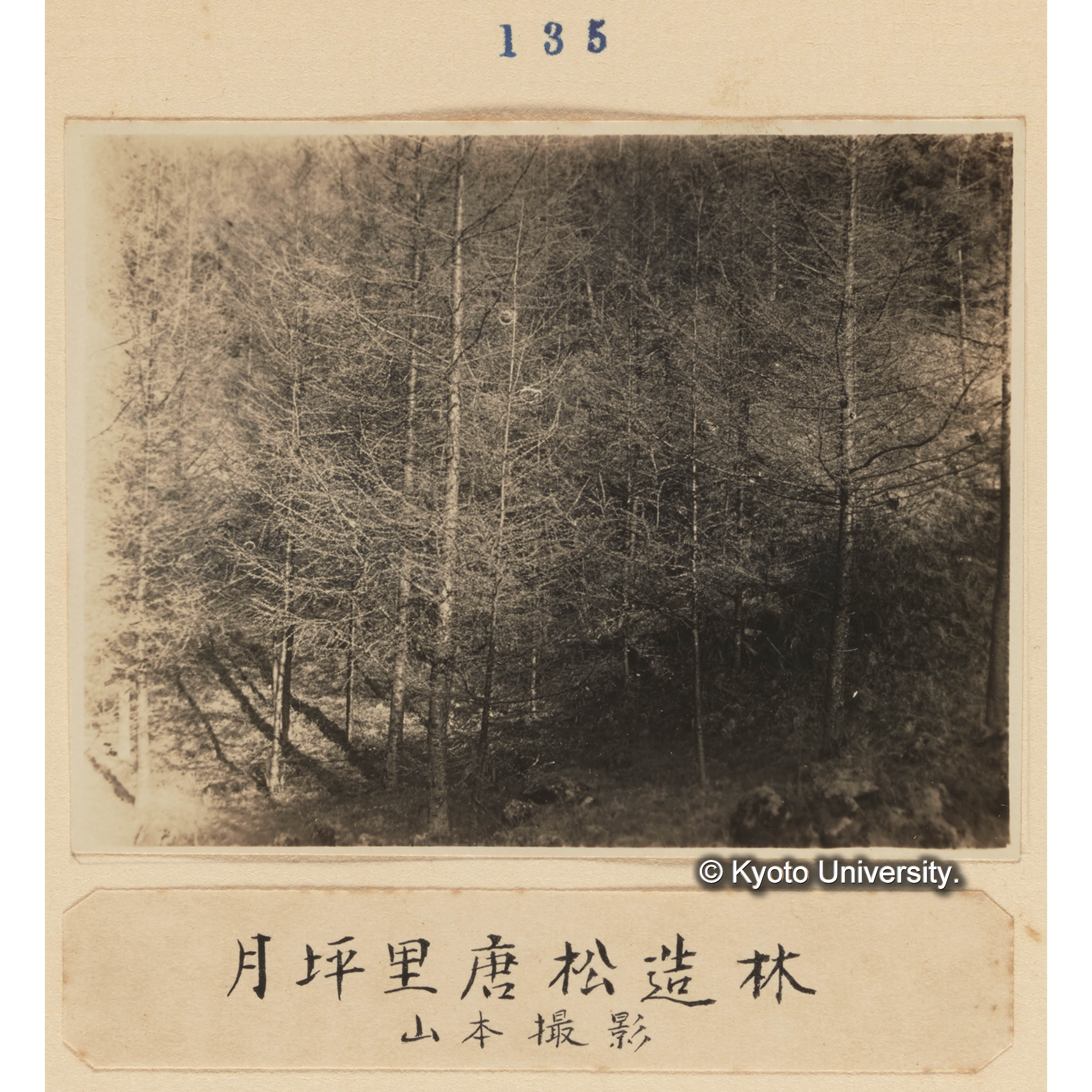 造林月坪里唐松造林／山本撮影 (1)