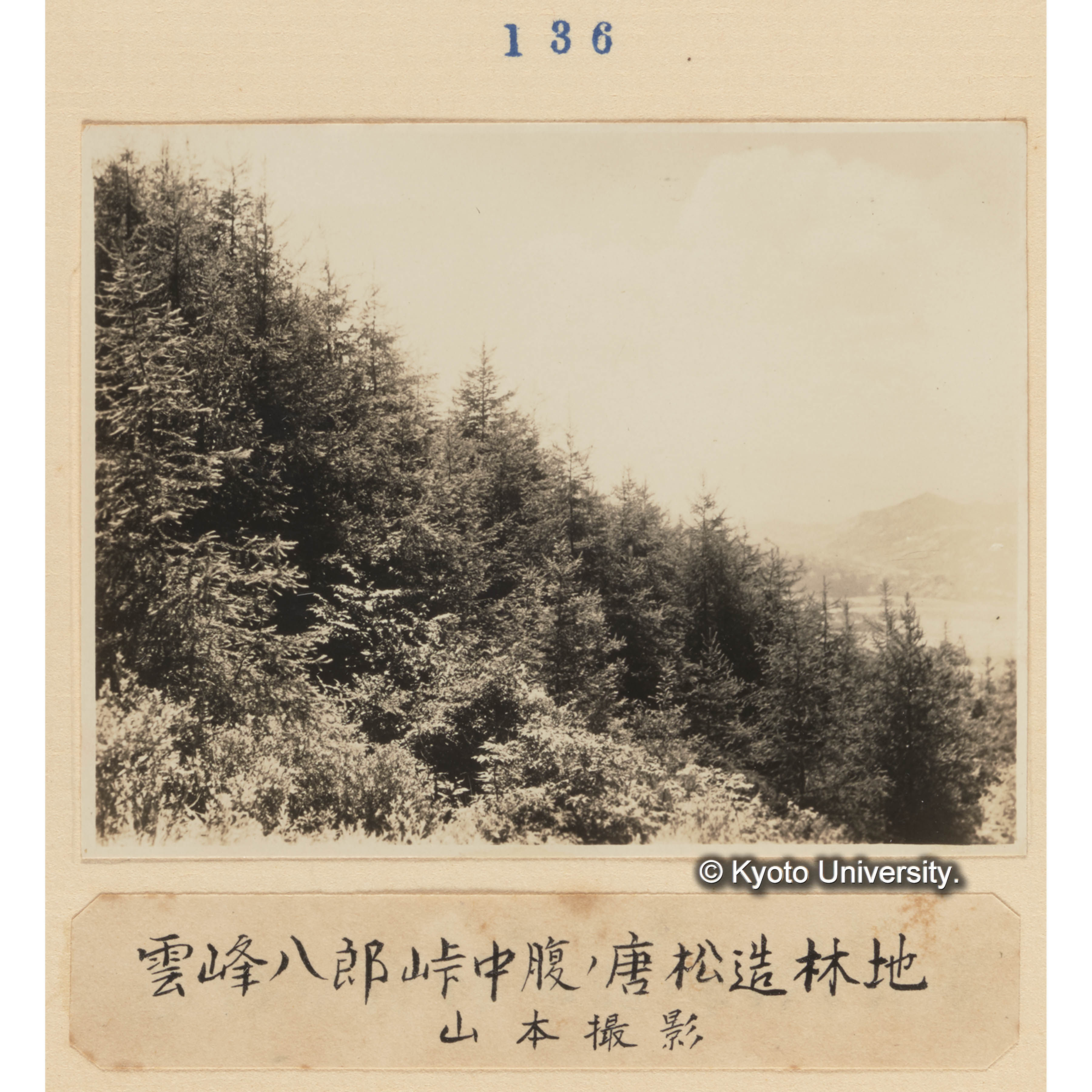 雲峰八郎峠中腹の唐松造林地／山本撮影 (1)