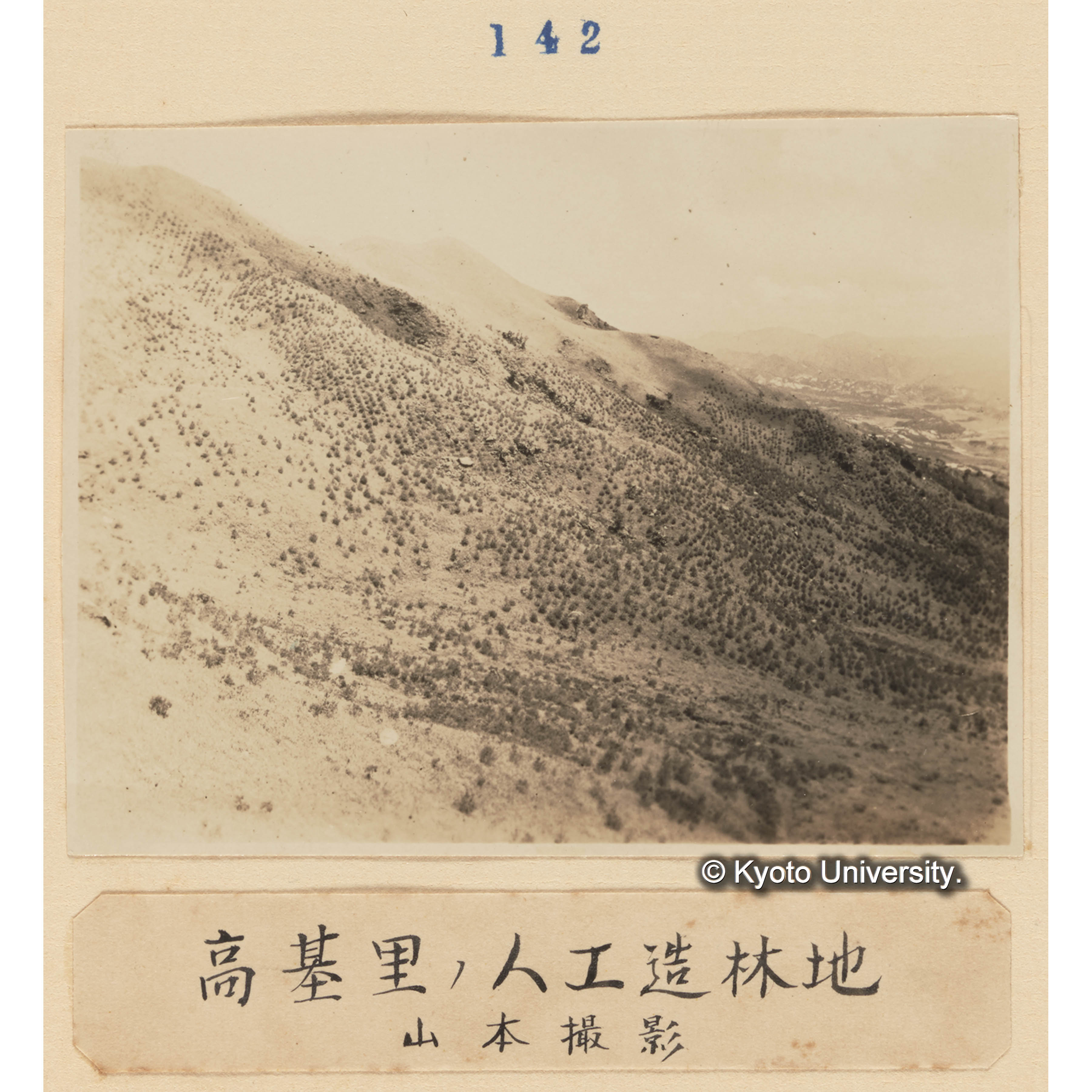 高基里の人工造林地／山本撮影 (1)