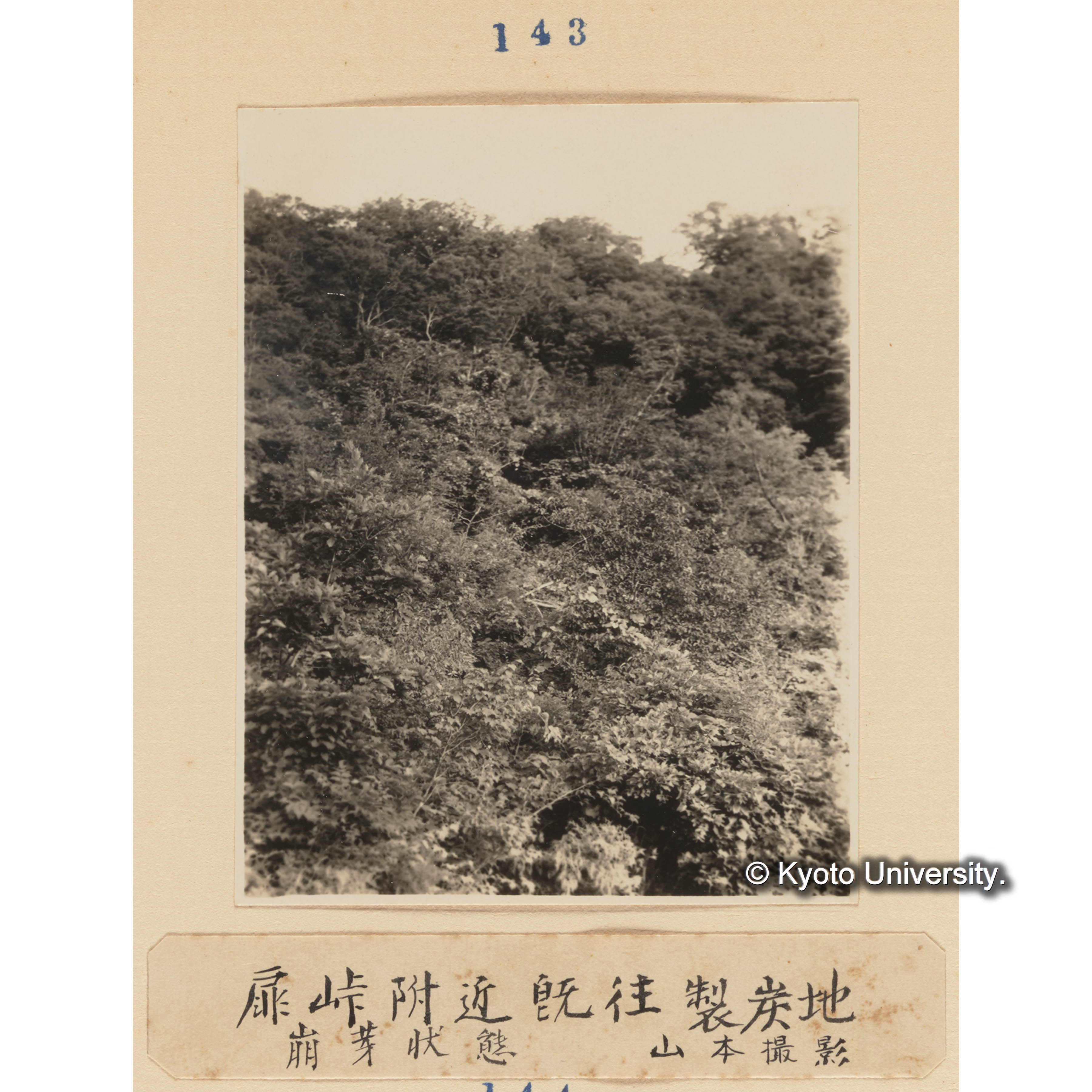 扉峠附近既往製炭地／萌芽状態　山本撮影 (1)