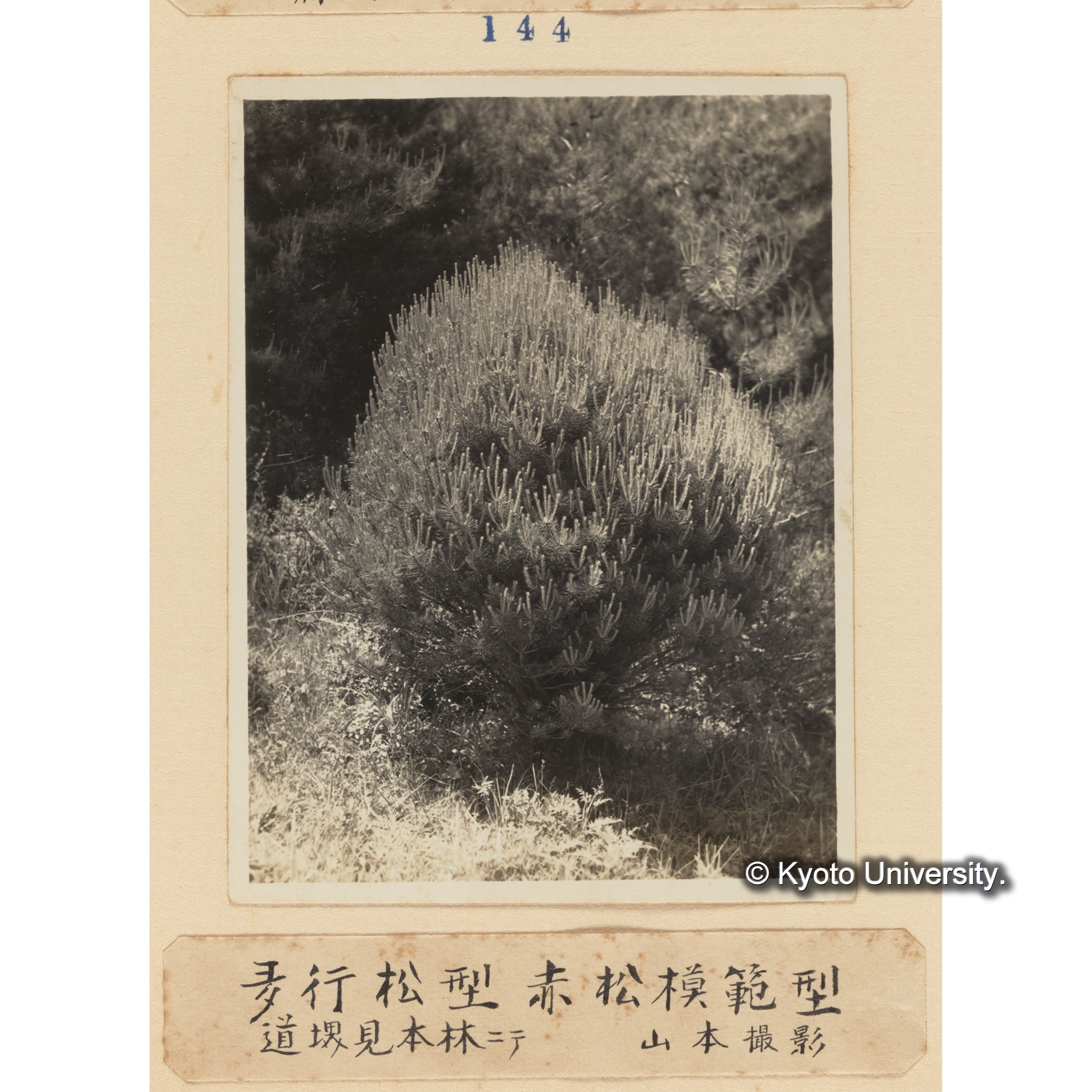 多行松型赤松模範型／道堺見本林にて　山本撮影 (1)