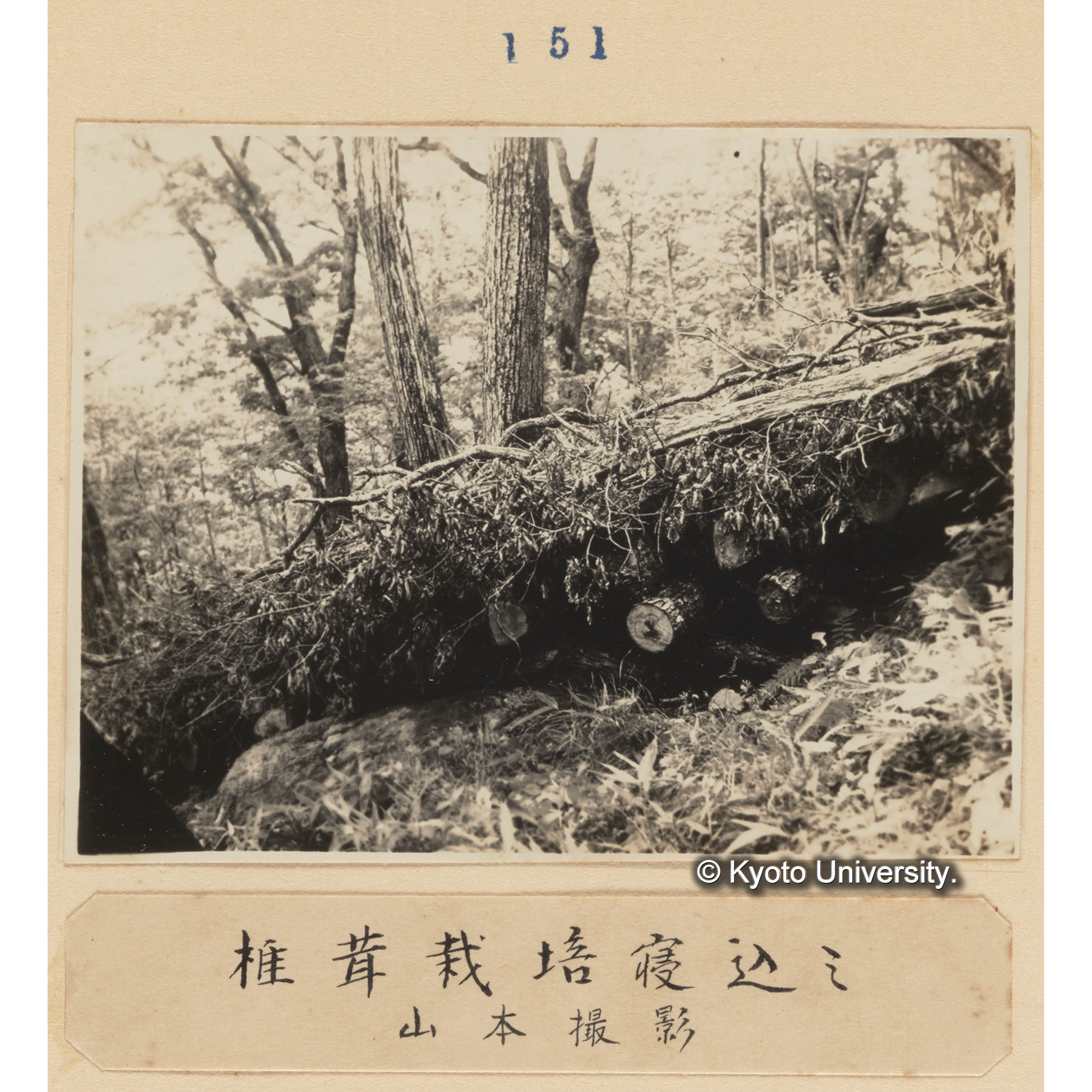 椎茸栽培寝込み／山本撮影 (1)