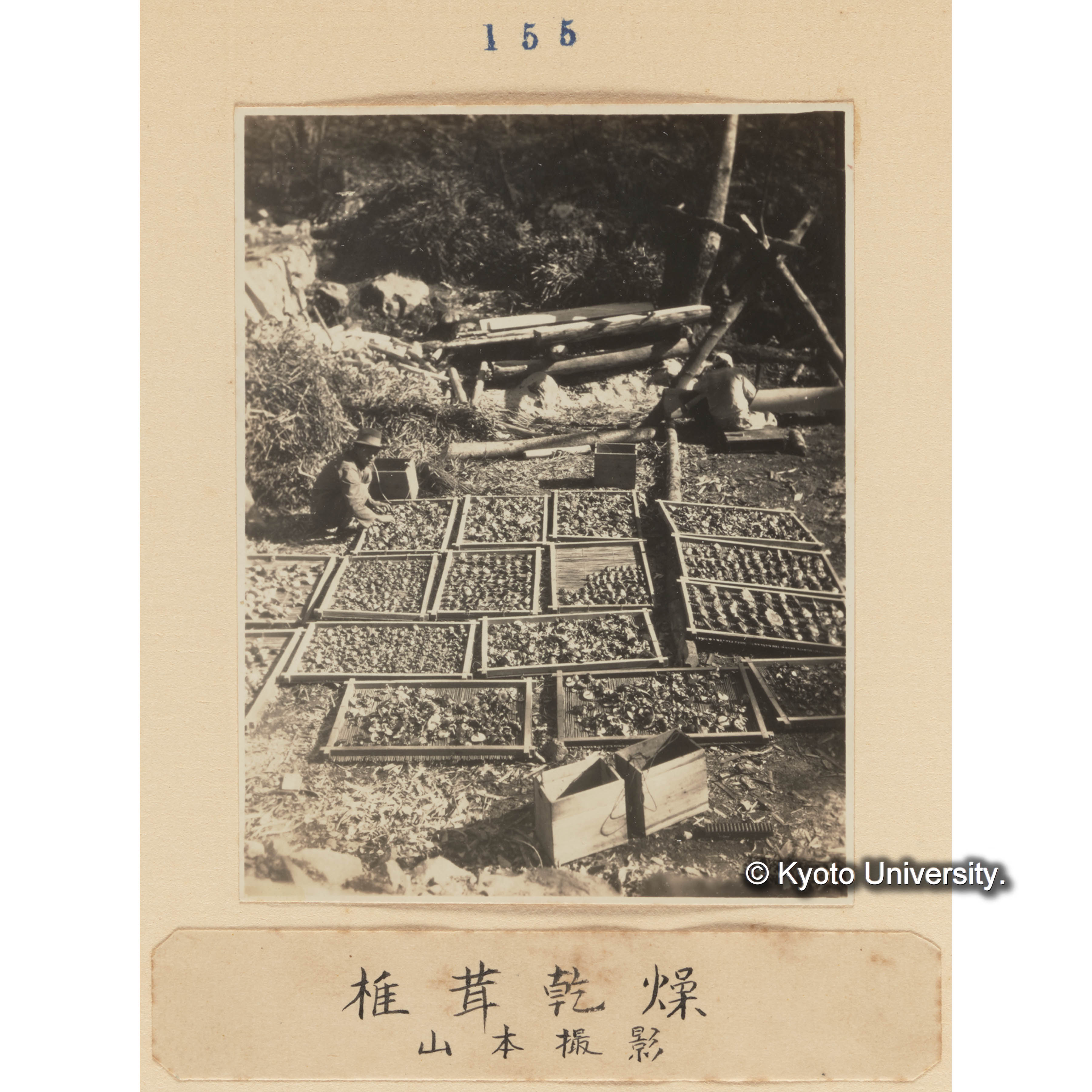 椎茸乾燥／山本撮影 (1)