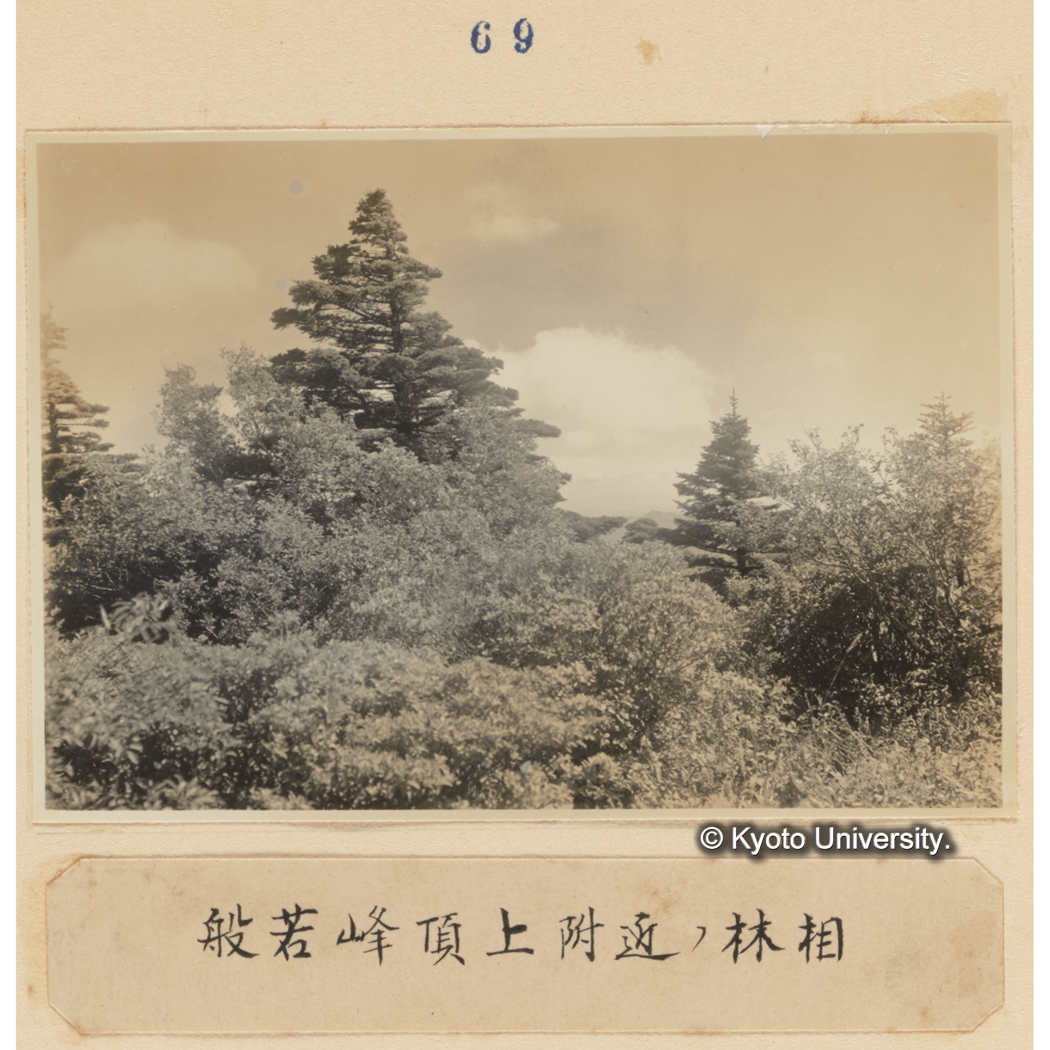 般若峰頂上附近の林相 (1)