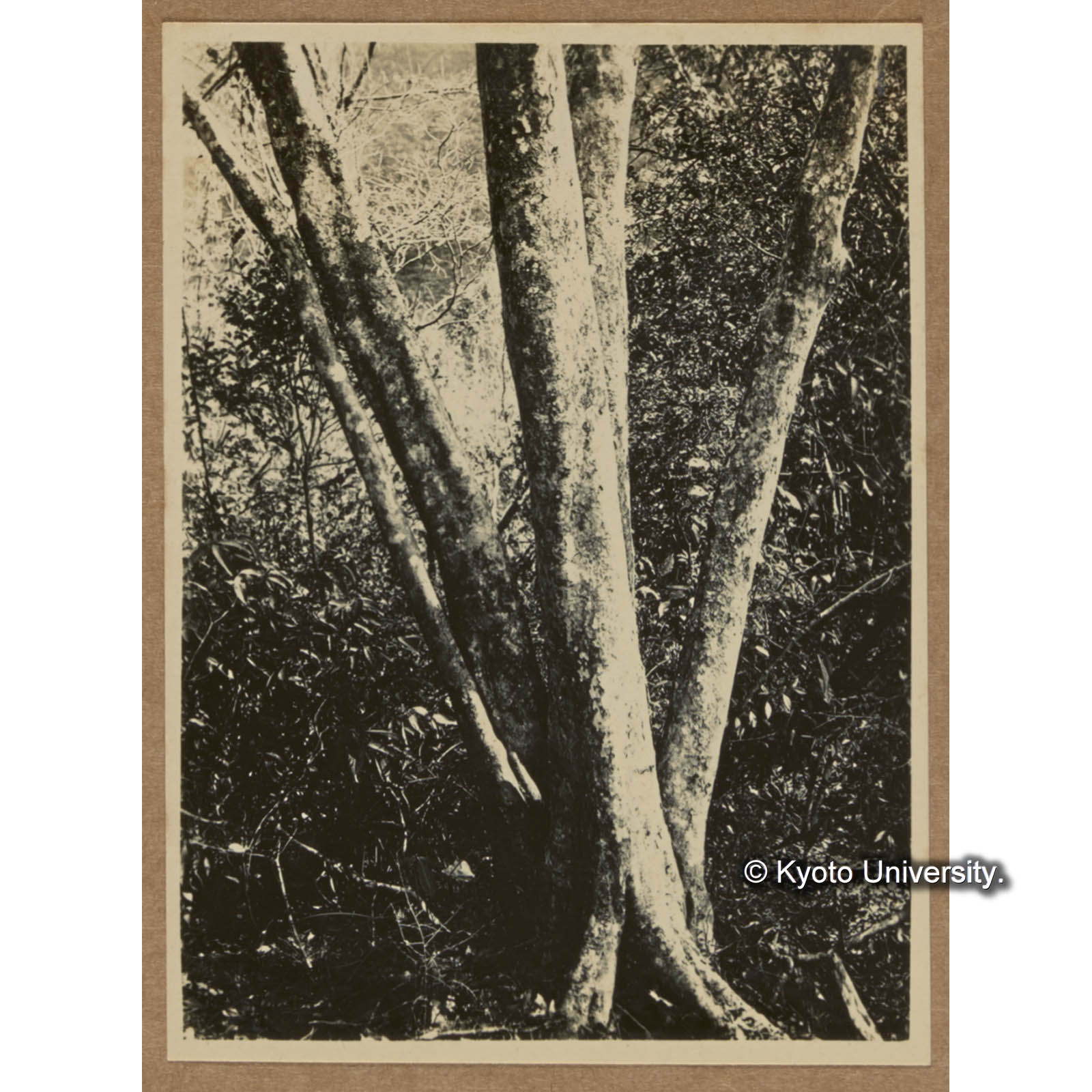 タイワンシオジ（大原にて） (1)