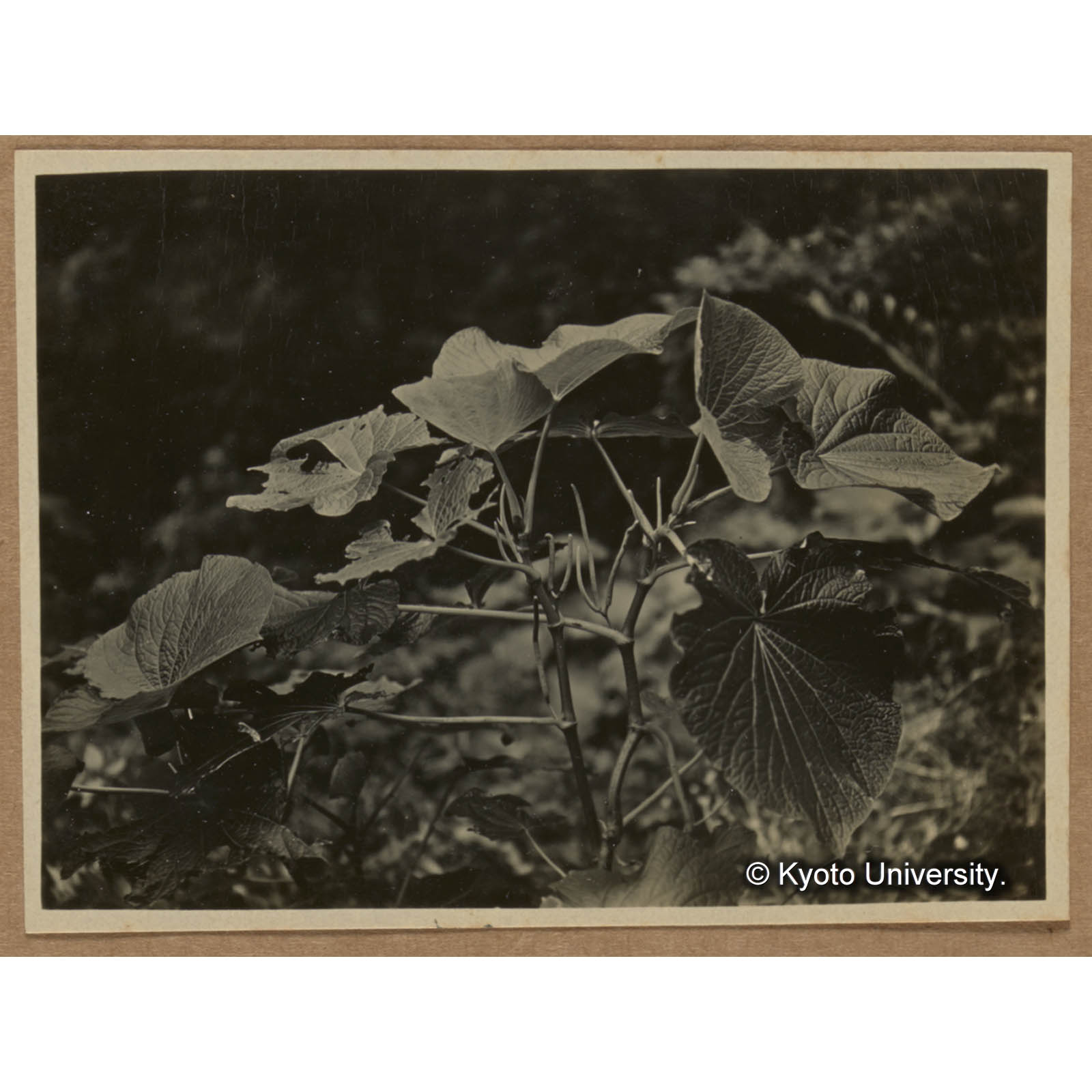 アオイコショウ（三合渓にて） (1)