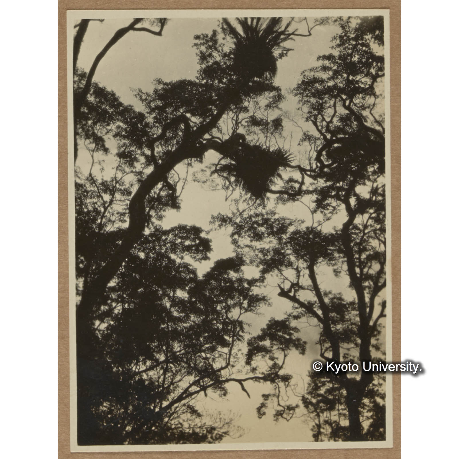 大樹に着生するカザリシダとオオタニワタリ（扇平） (1)