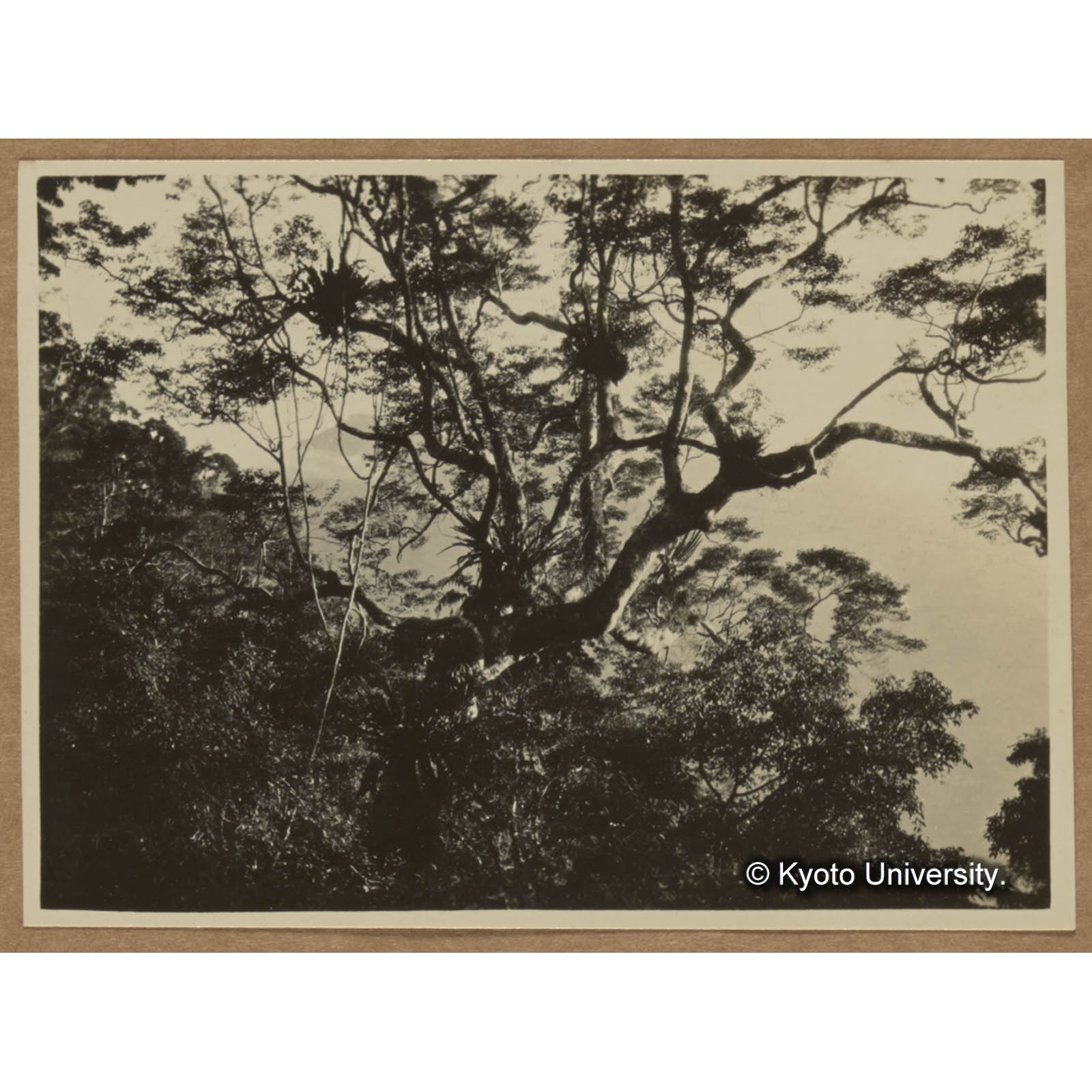 大樹に着生するカザリシダとオオタニワタリ。攀じ登れるはクズモダマ，この辺の林下にはクワズイモが多い（中心崙） (1)