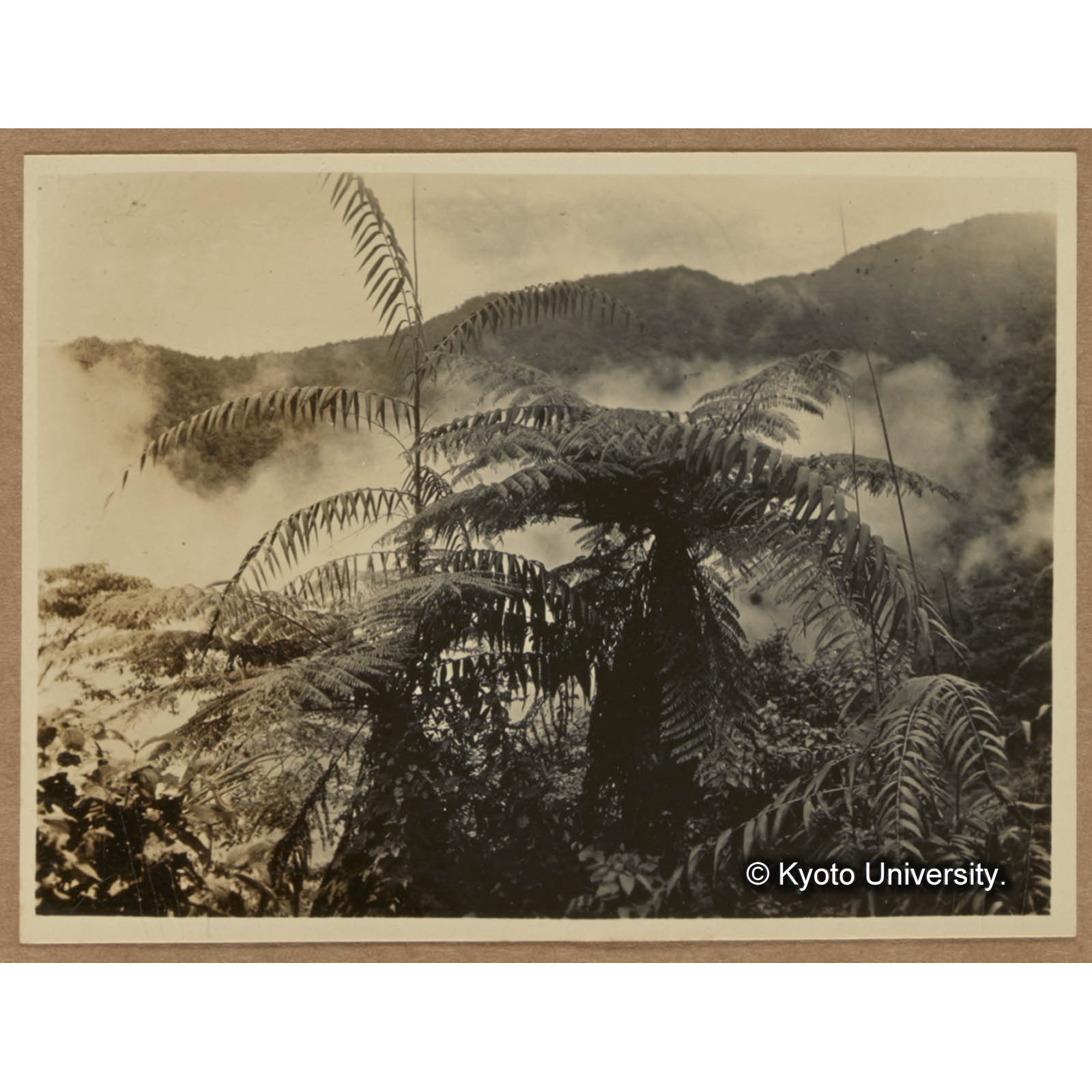 トウ（黄藤）とタイワンヘゴ（扇平） (1)