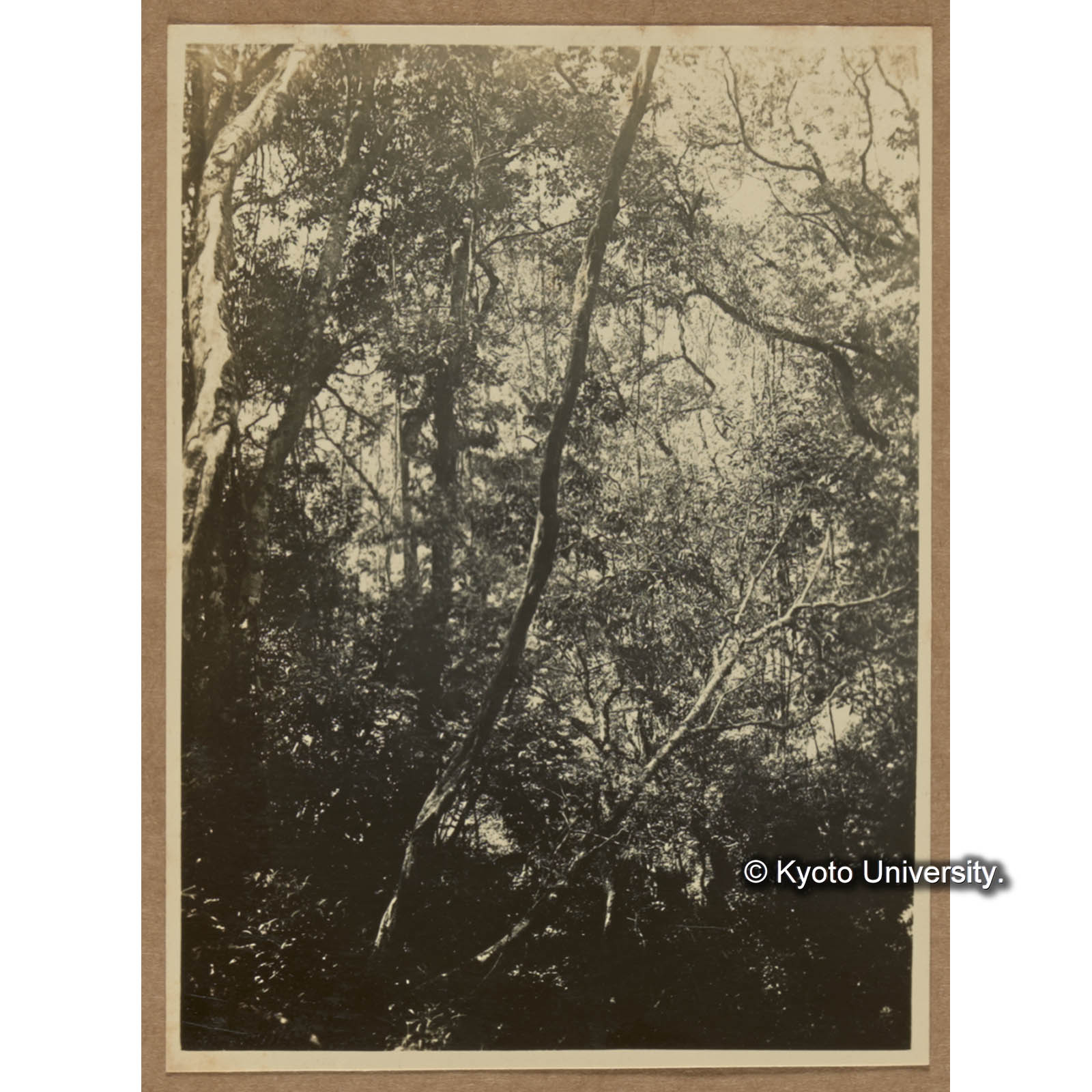 蔓茎の多き森林。この如き森林の上面を見れば写真７の如し（藤枝駐在所東三又路付近） (1)