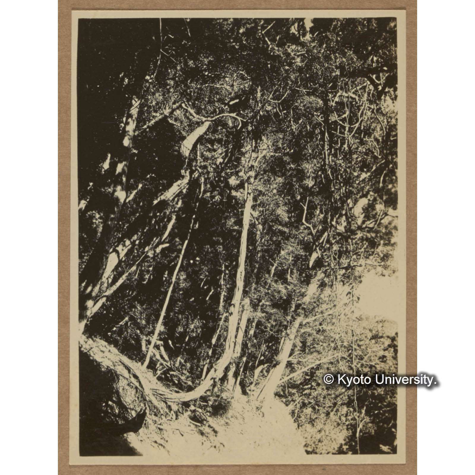 クズモダマの太き蔓。中央部の白きがそれである（同） (1)